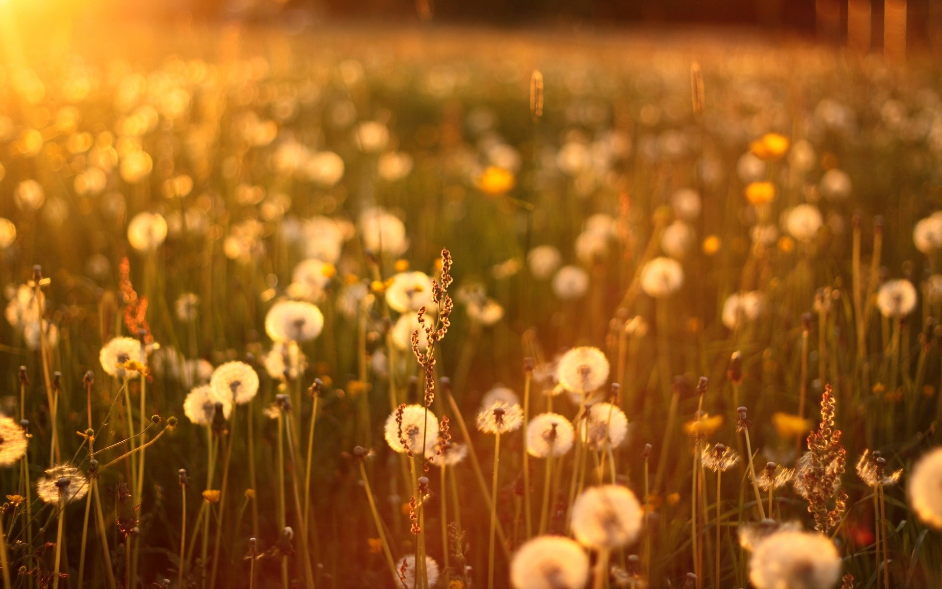 un sunset dandelions gra