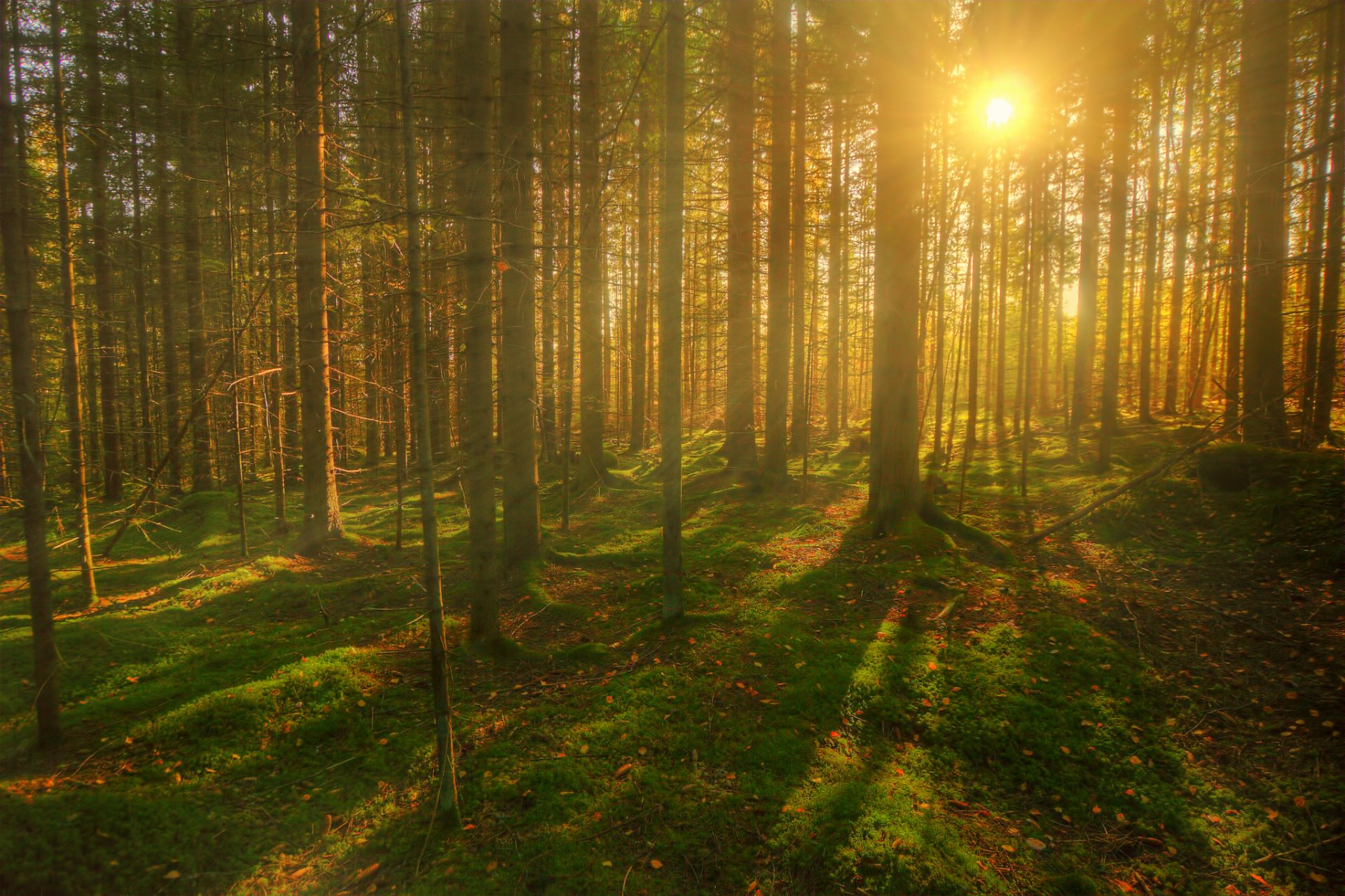 foresta alberi sole raggi. estate