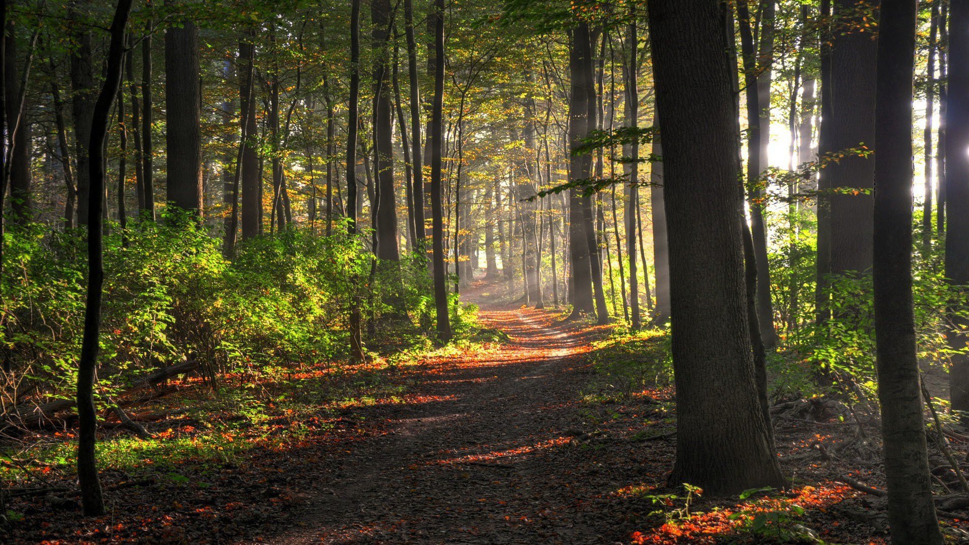 forest tree trail bush sunlight