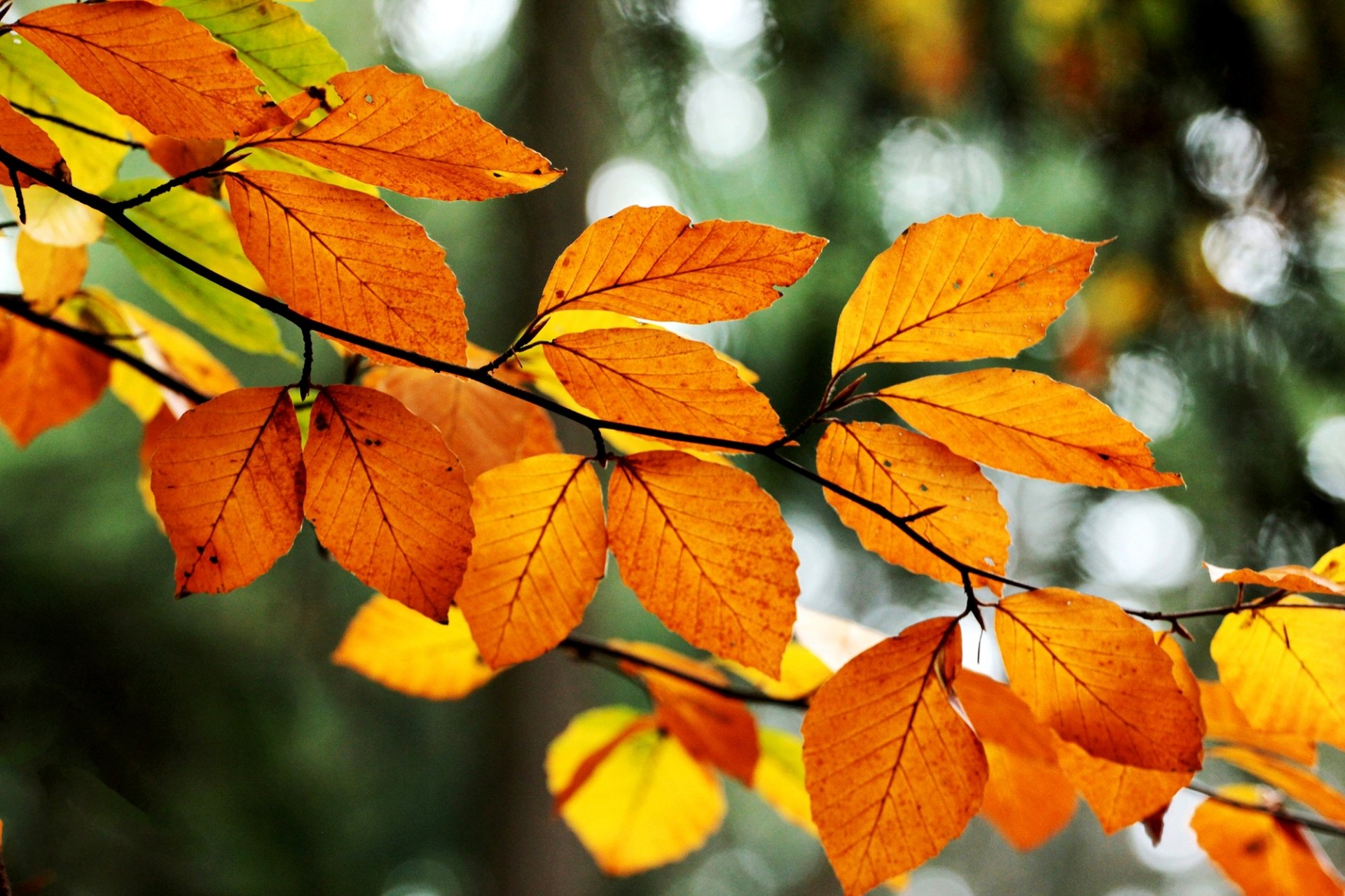 leaves orange yellow branch tree bokeh autumn nature