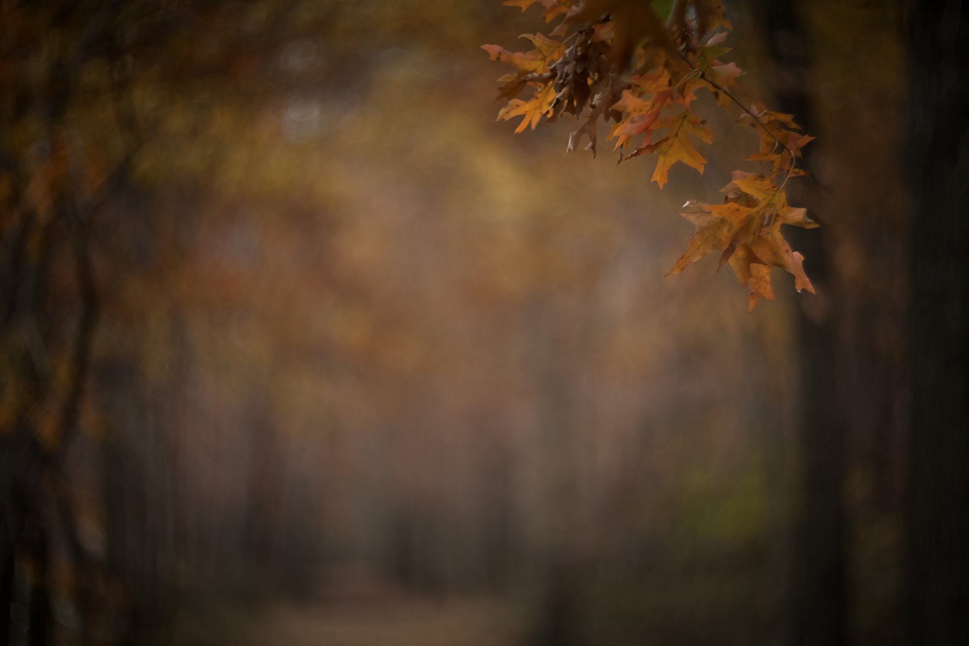 park aleja gałąź liście jesień rozmycie