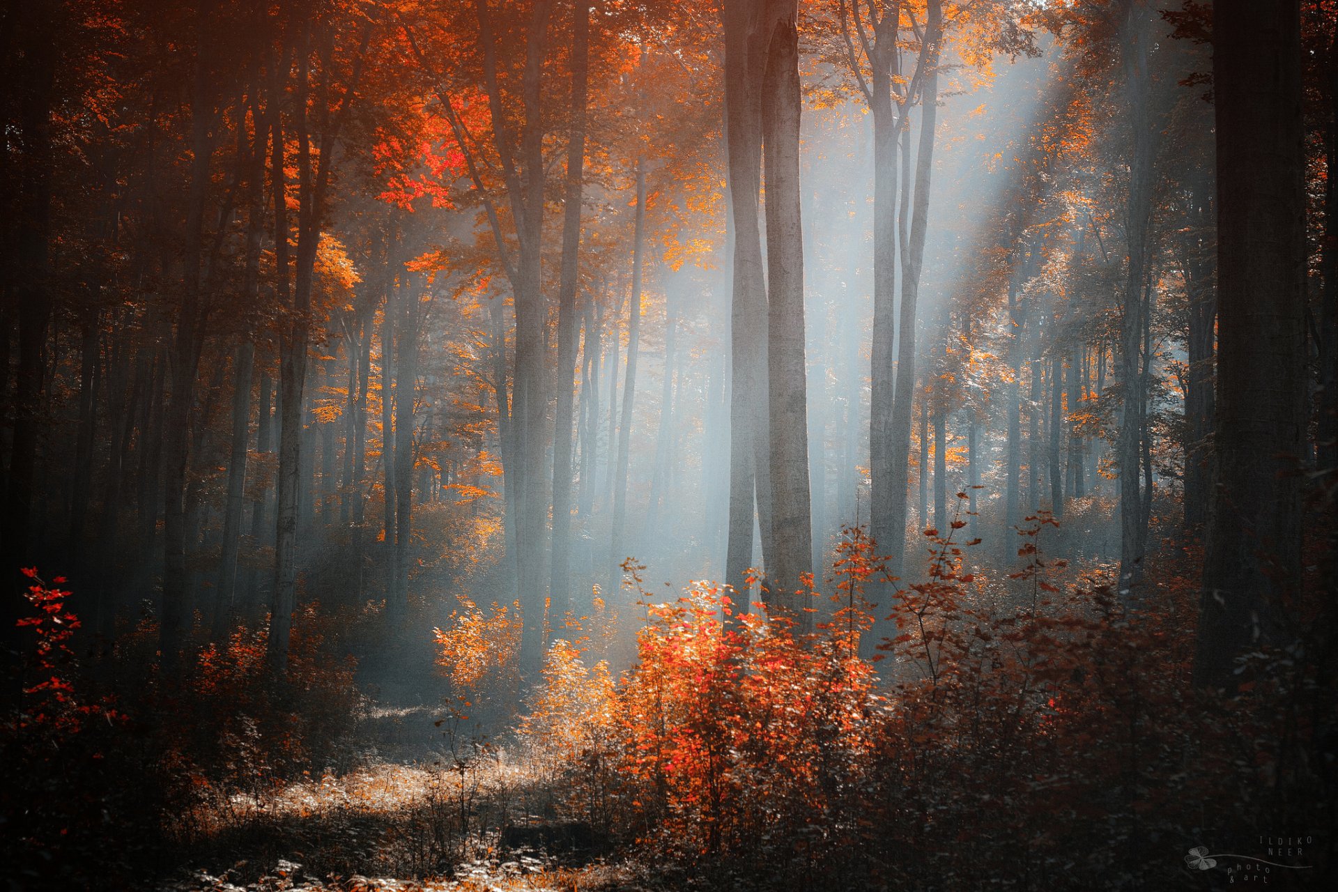 ildiko nier automne forêt arbres buissons lumière ensoleillé