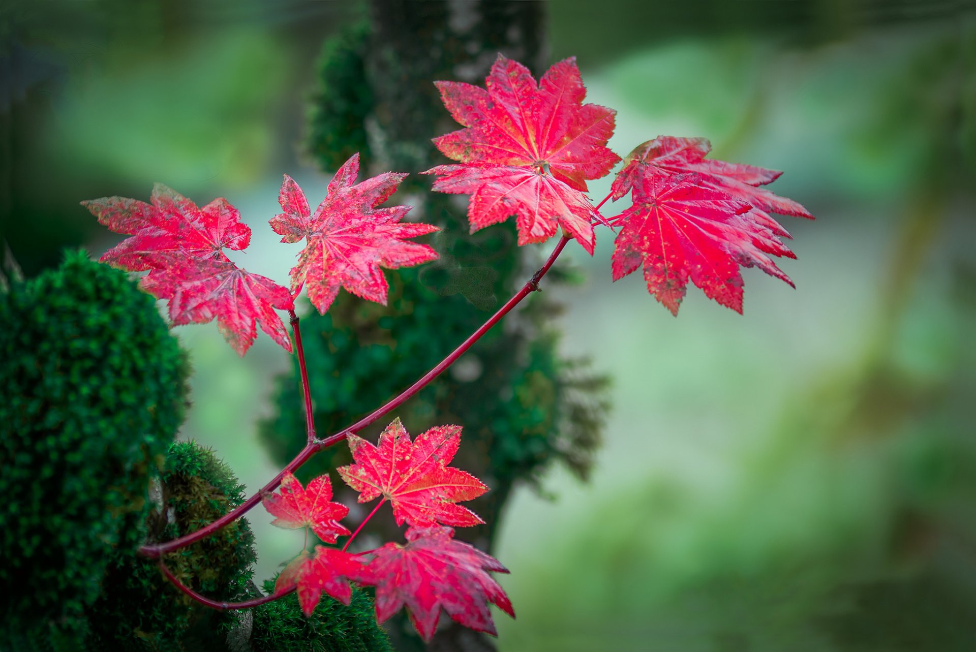 branche feuilles rouge automne fond