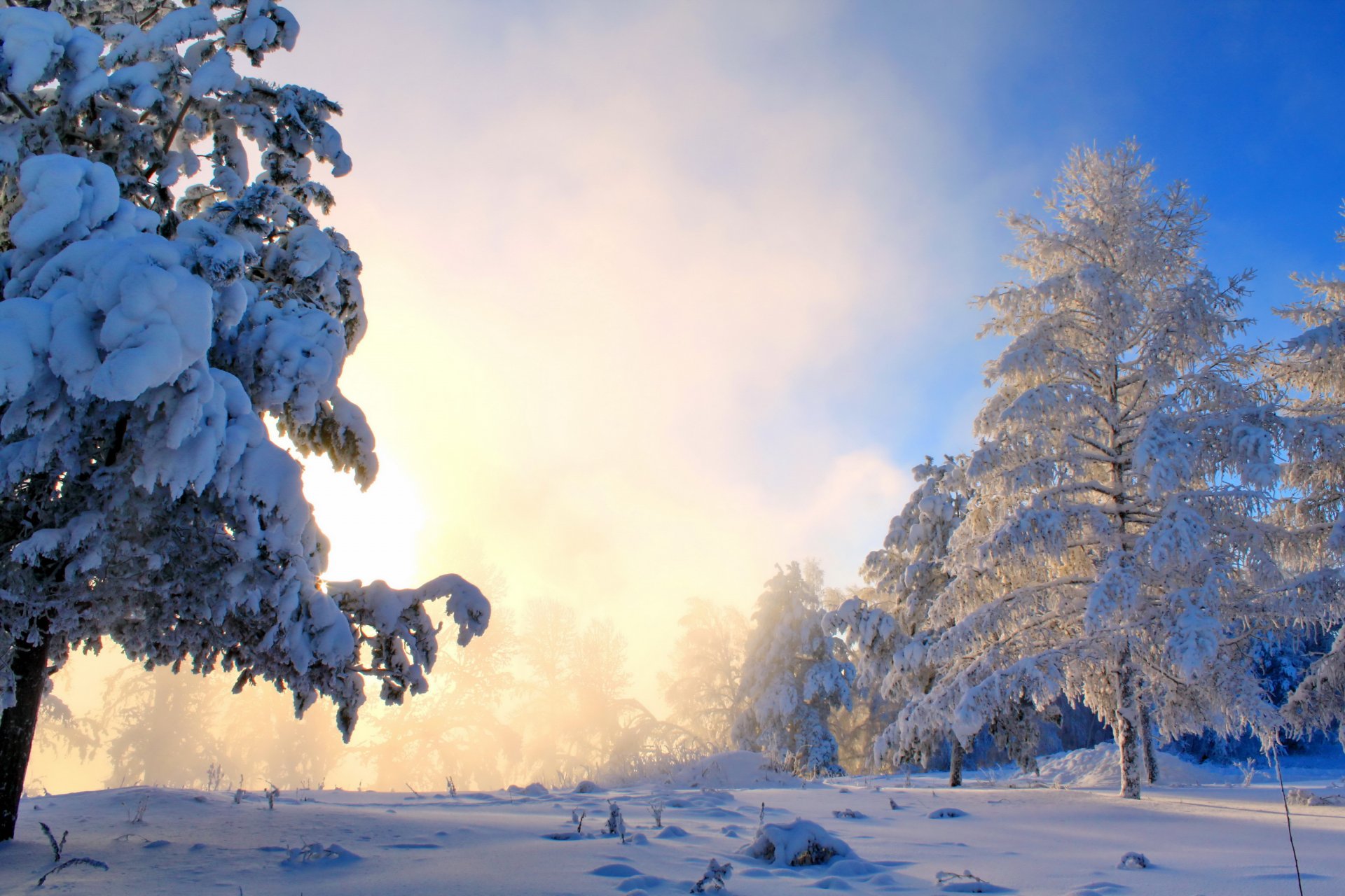 winter schnee bäume büsche nebel sonne natur foto