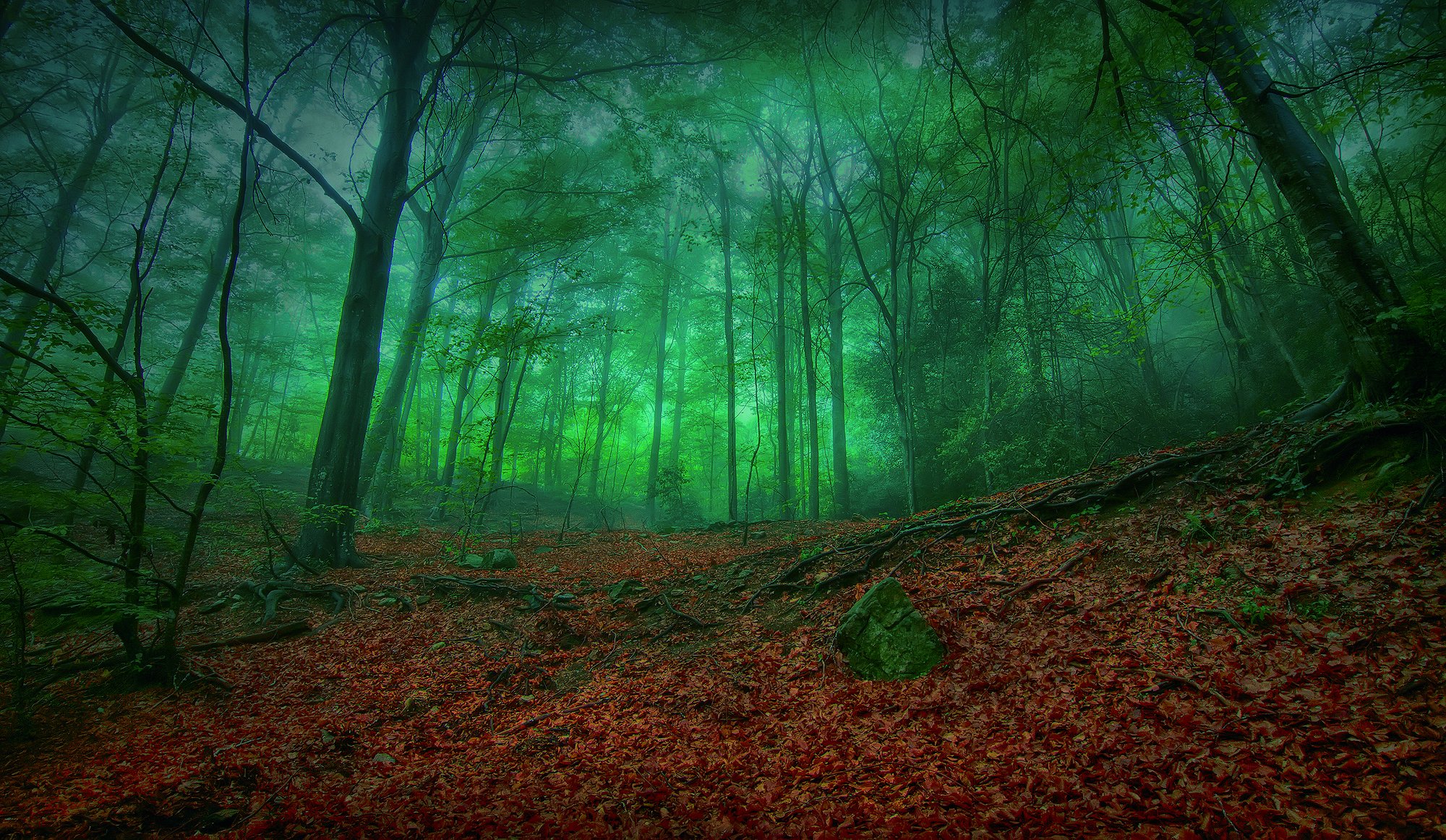 natur wald laub dunkelheit