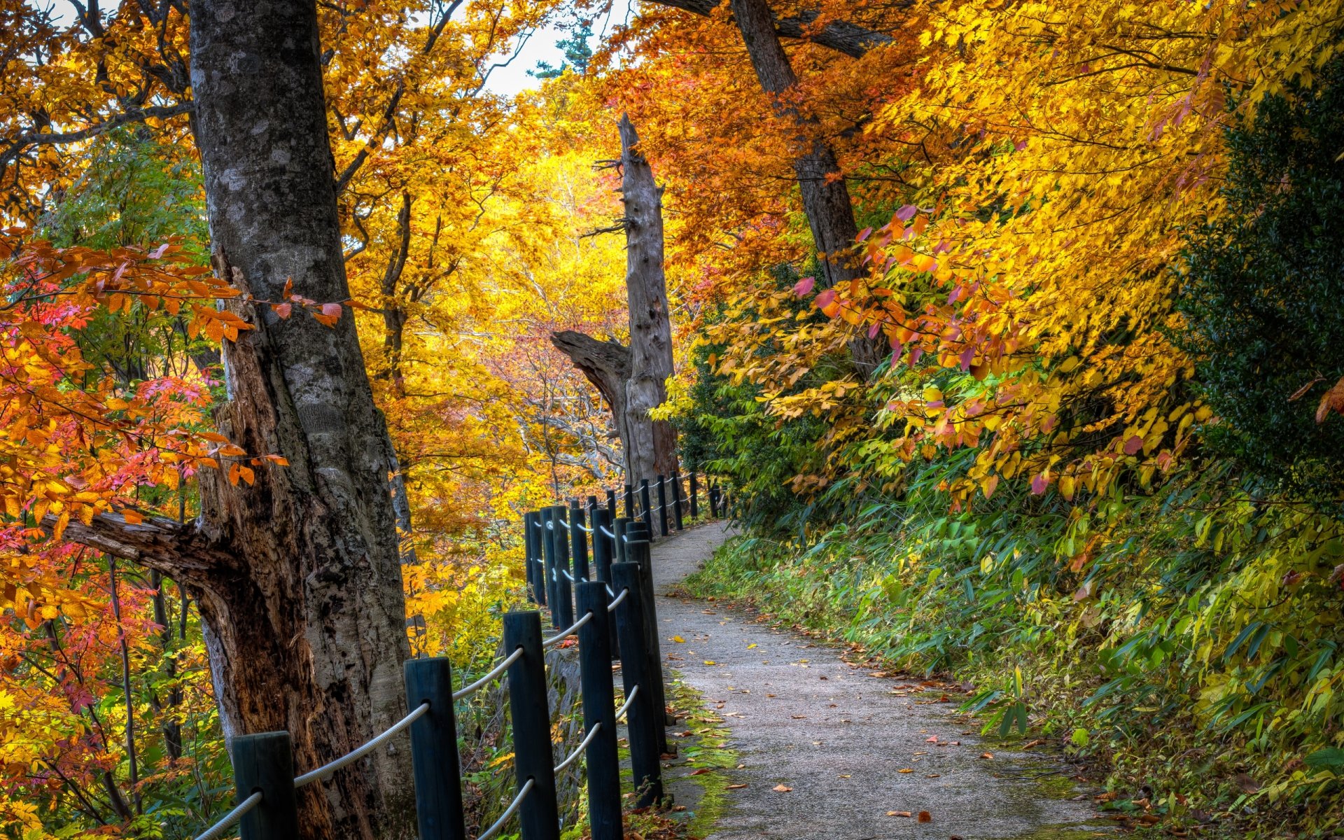 natur landschaft herbst blätter baum bäume wald straße