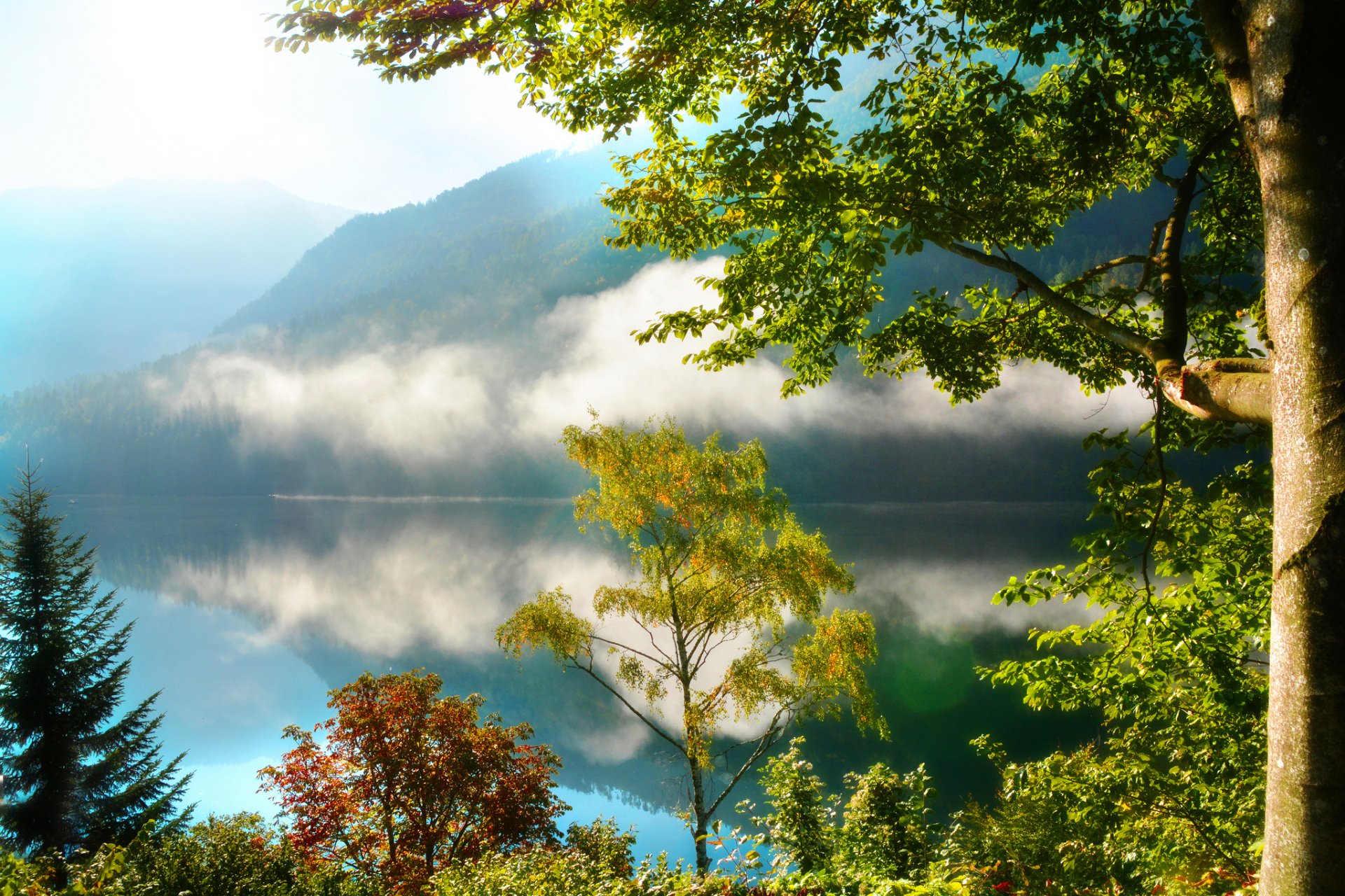 montañas bosque árboles lago niebla mañana reflexión