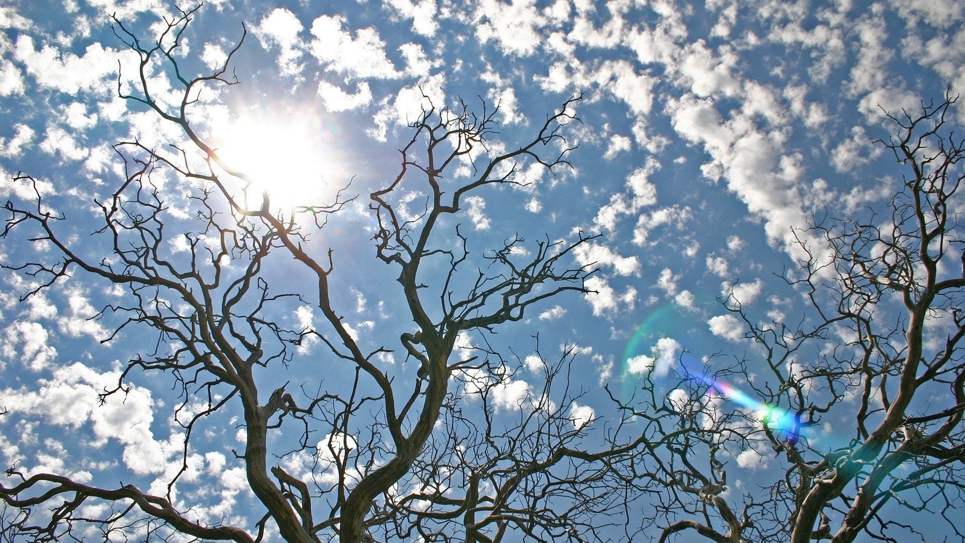 nature sky clouds tree sun