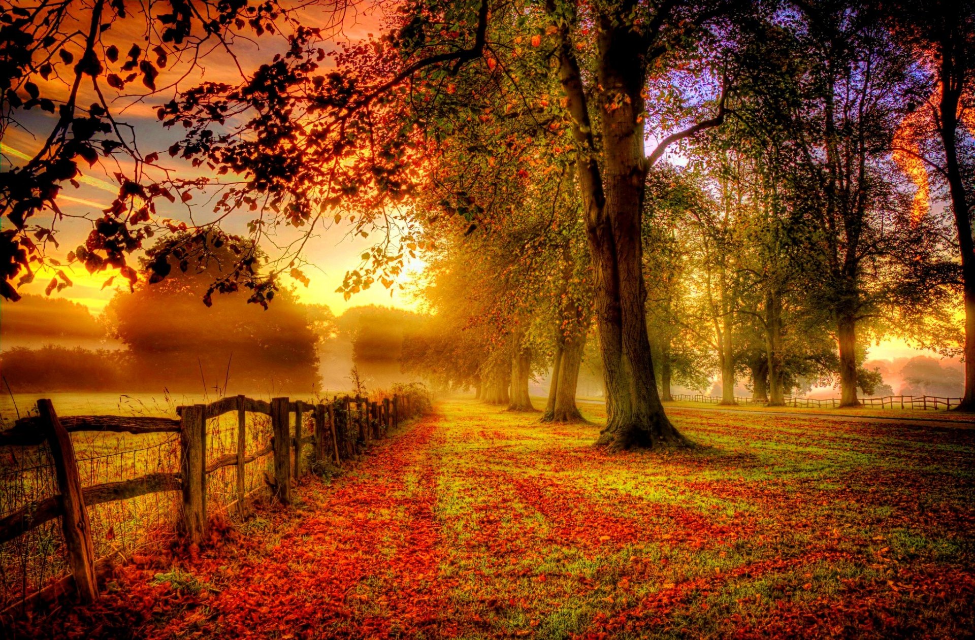 natur park bäume blätter bunt straße herbst herbst farben zu fuß