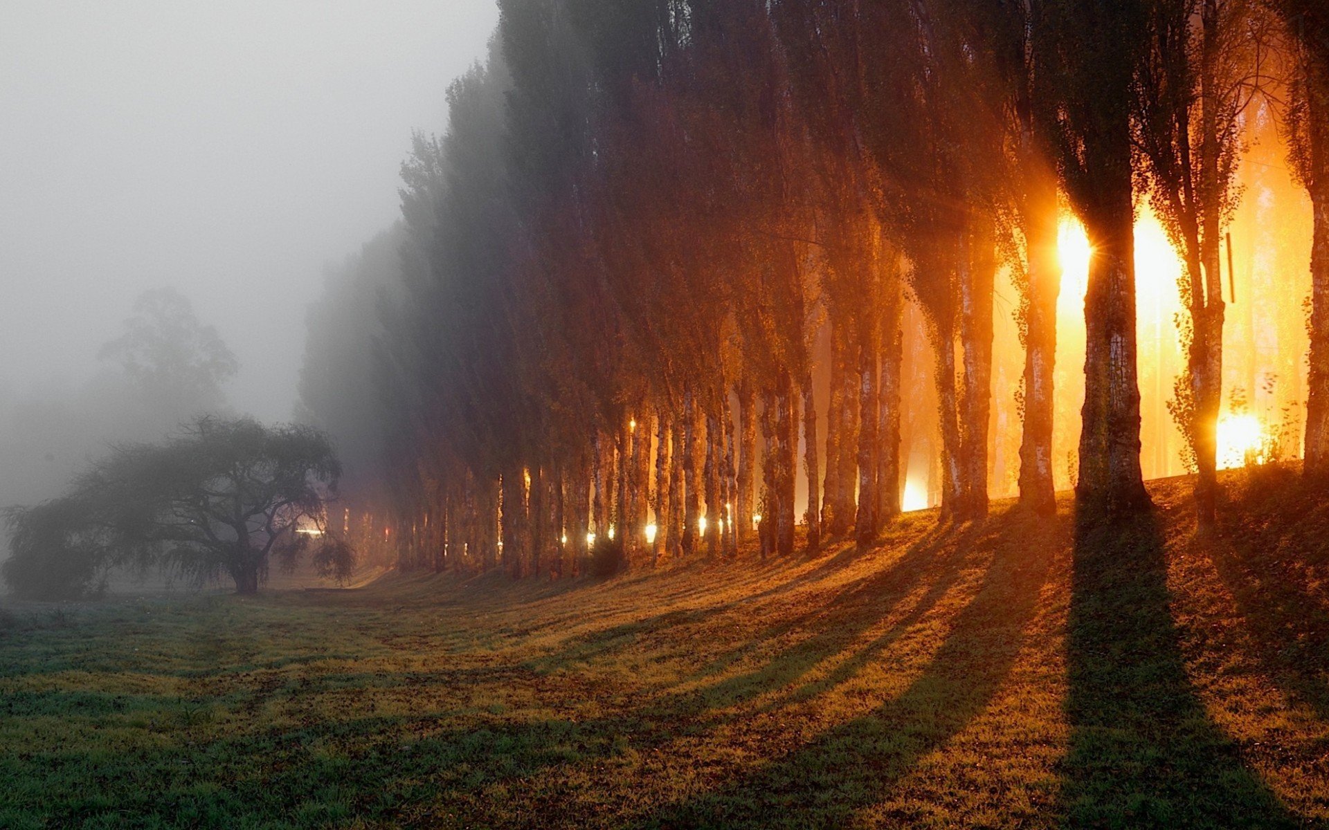 forest autumn morning fog light rays nature photo