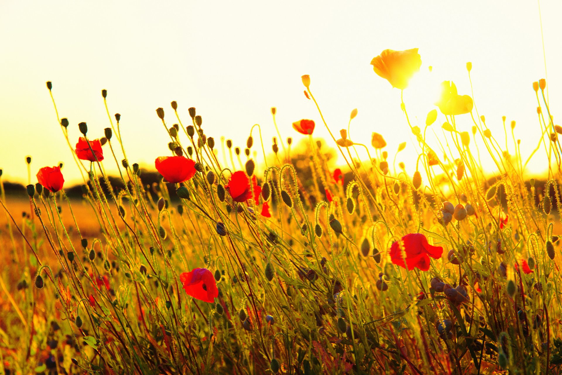 coquelicots fleurs rouge champ herbe soleil coucher de soleil nature