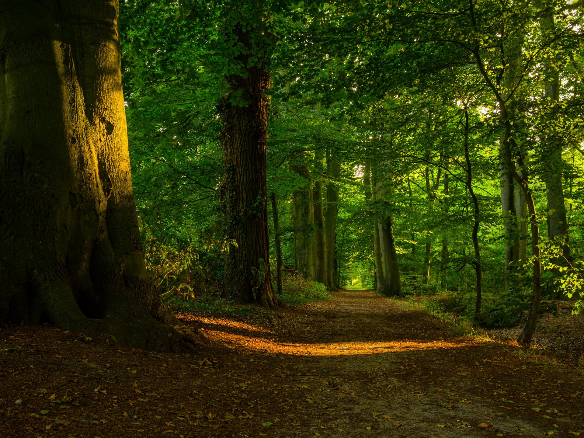 forest tree foliage path light sun