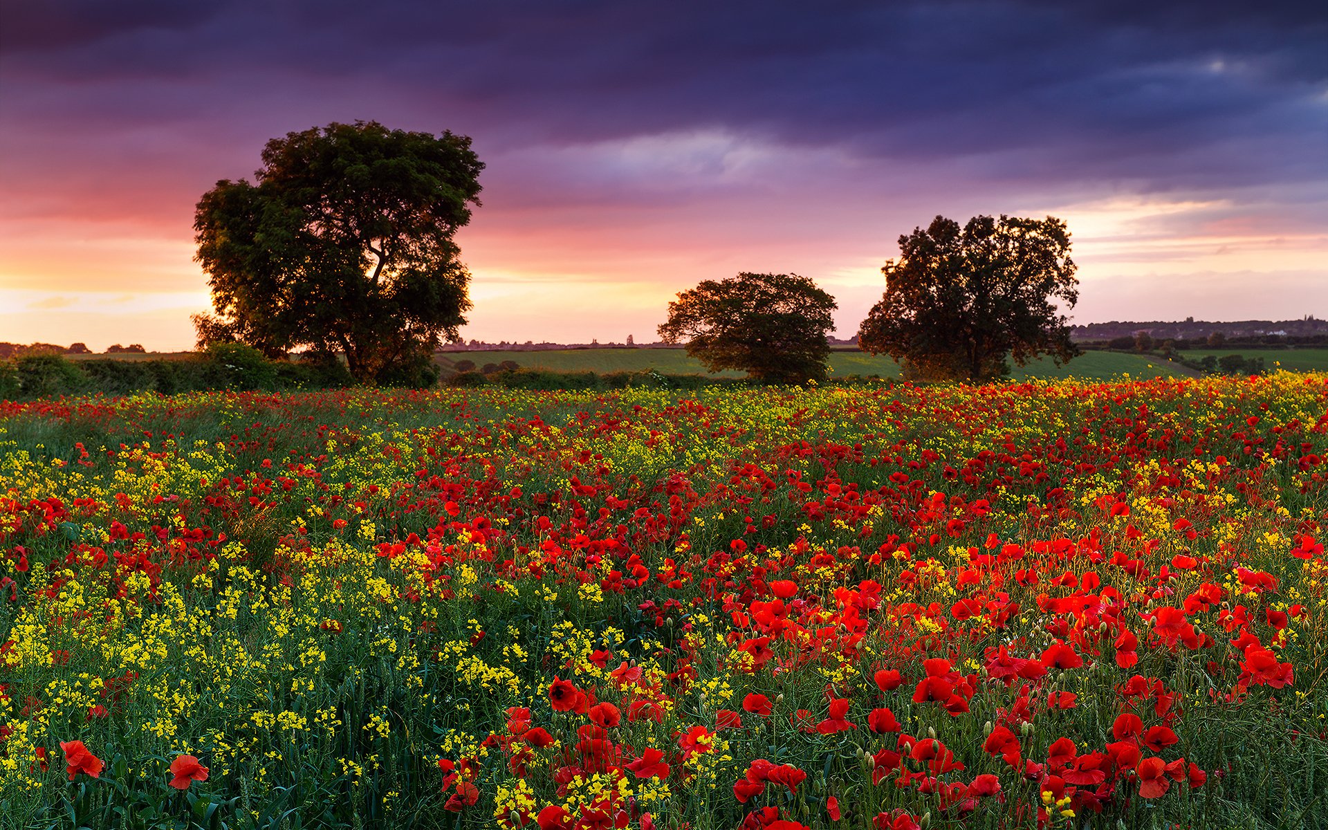 natura inghilterra estate sera campo fiori papaveri colza dervia