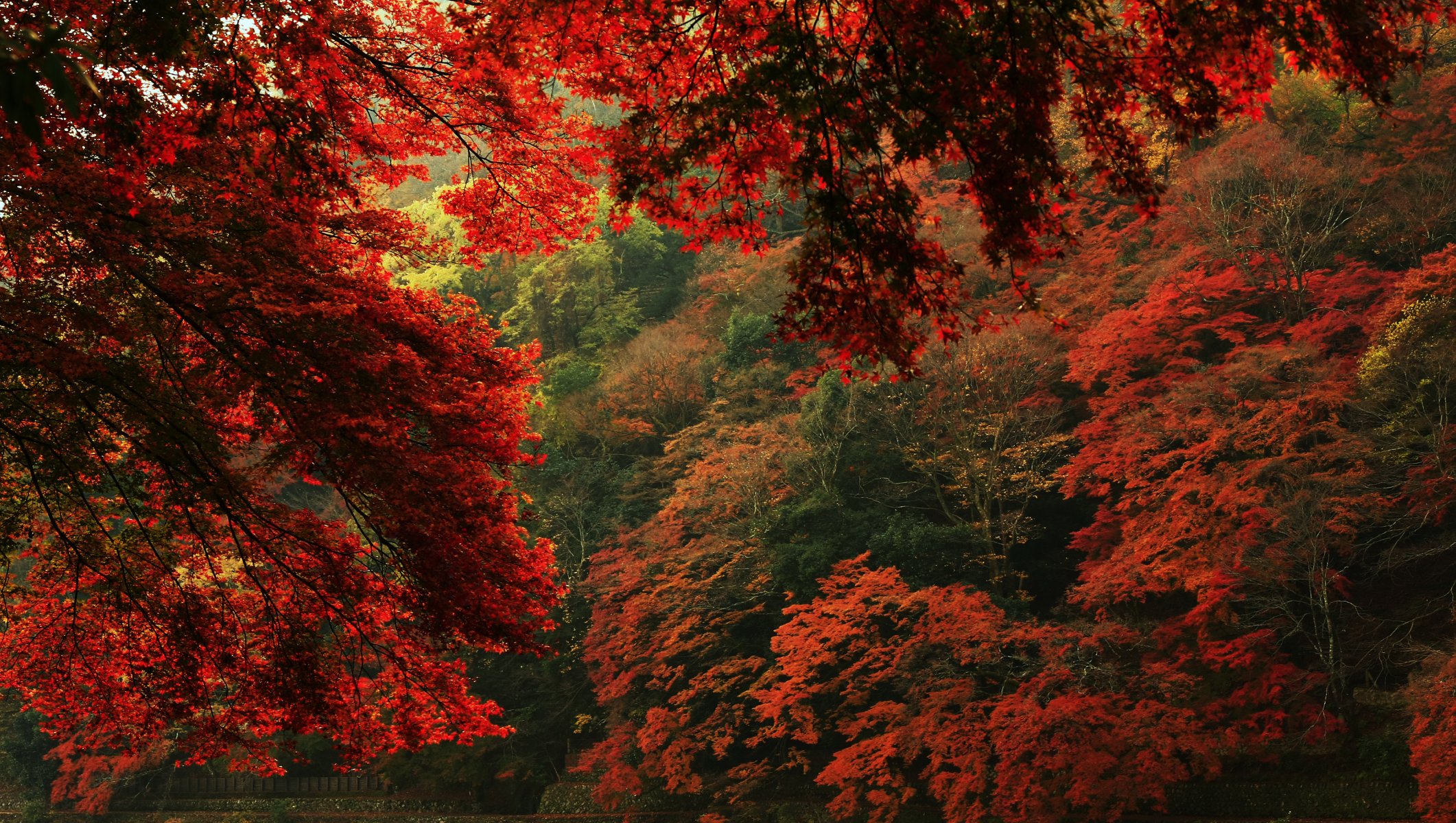 nature vue automne arbres feuilles