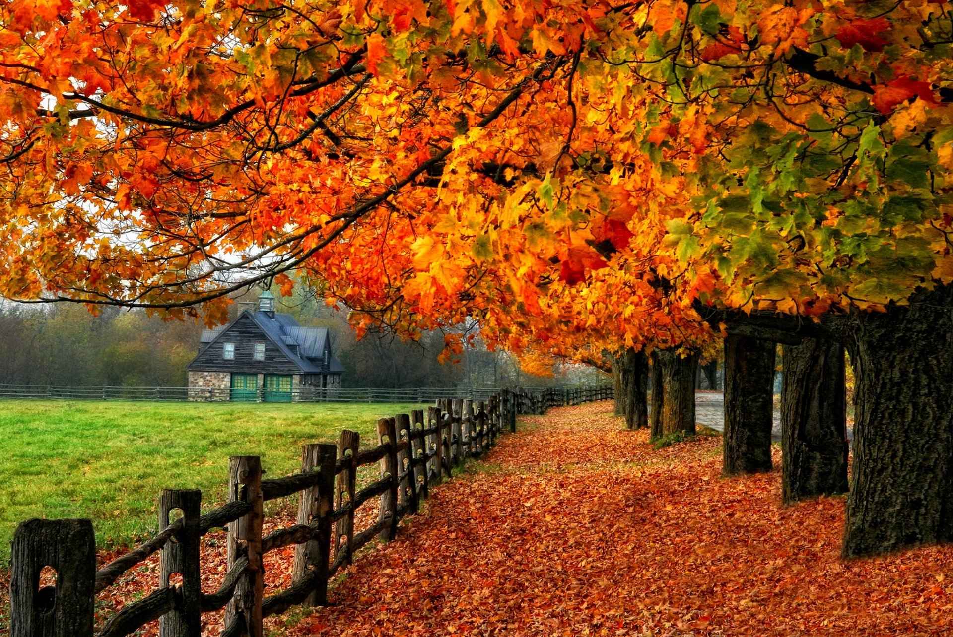 baum blätter bunt zweige straße laub glü hen herbst herbst natur farben bäume haus