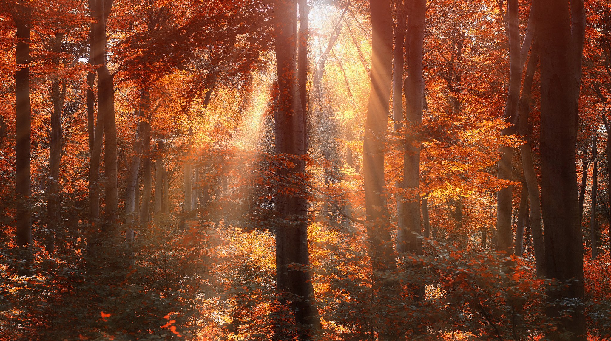 foresta alberi autunno sole raggi