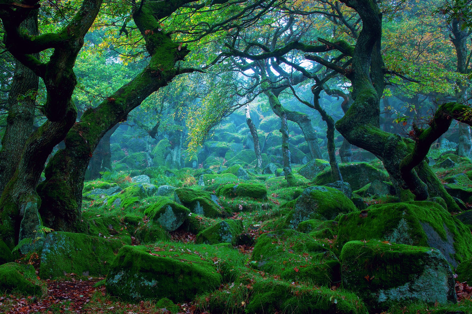 natur wald dunst steine moos