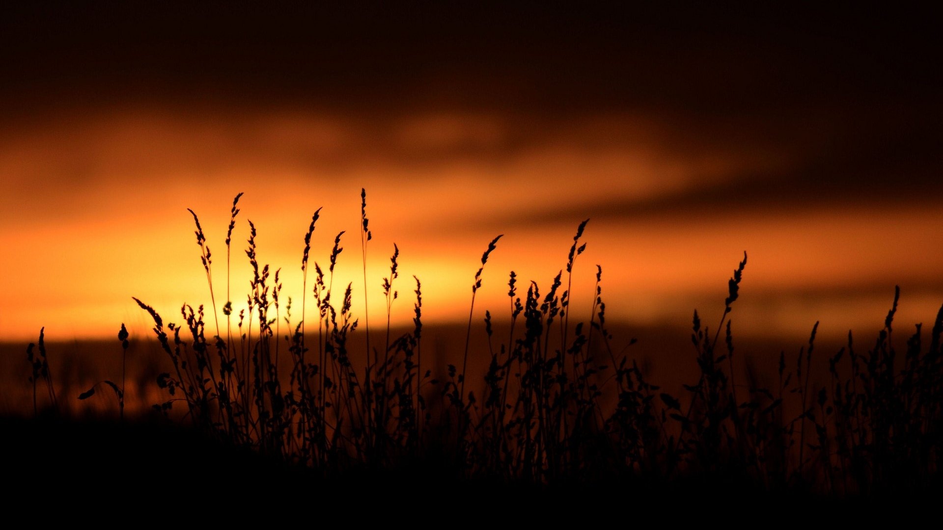 naturaleza planta vegetación silueta oscuro puesta de sol cielo fondo papel pintado widescreen pantalla completa widescreen widescreen