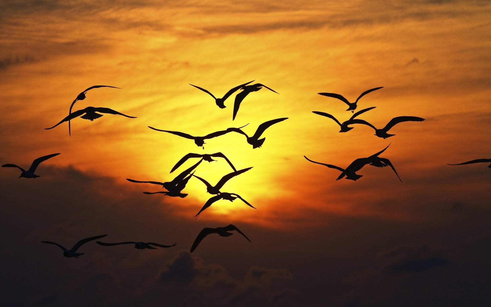 natur vögel vögel silhouette sonnenuntergang flügel fliegen schwingen möwen möwen sonne himmel weite freiheit hintergrund tapete widescreen vollbild widescreen widescreen