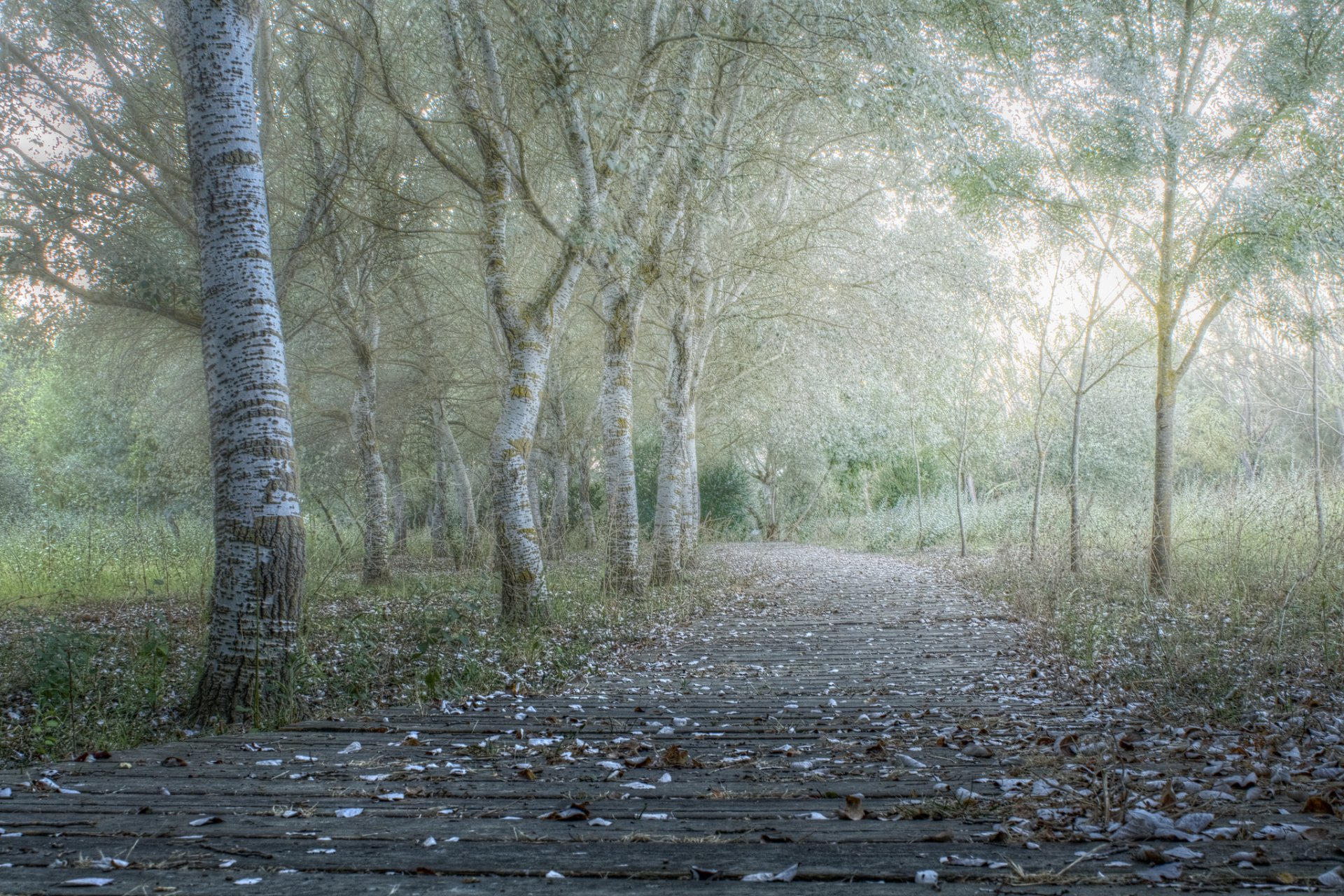 parc route arbres automne matin brouillard