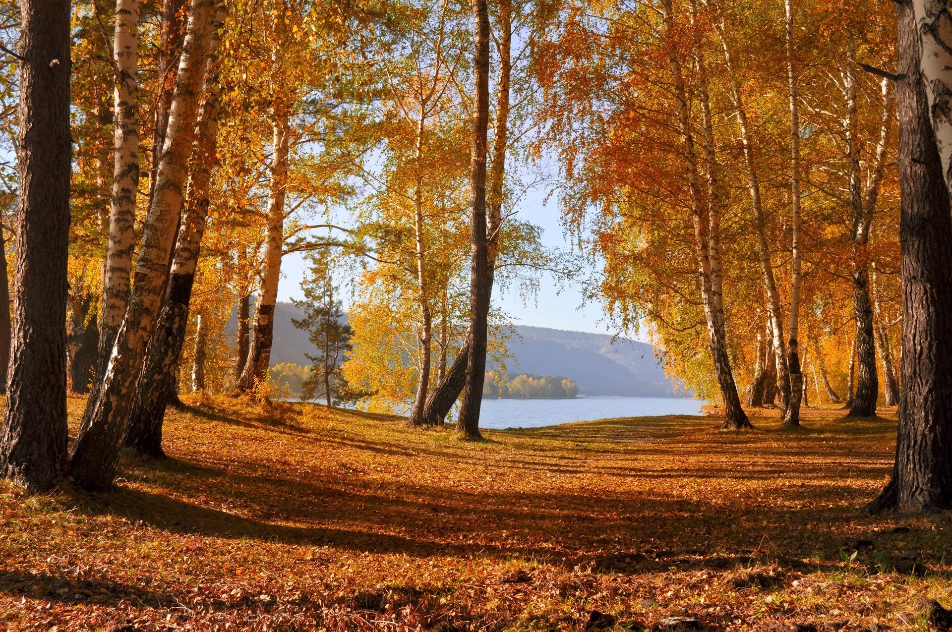 nature autumn leaves tree lake mountain