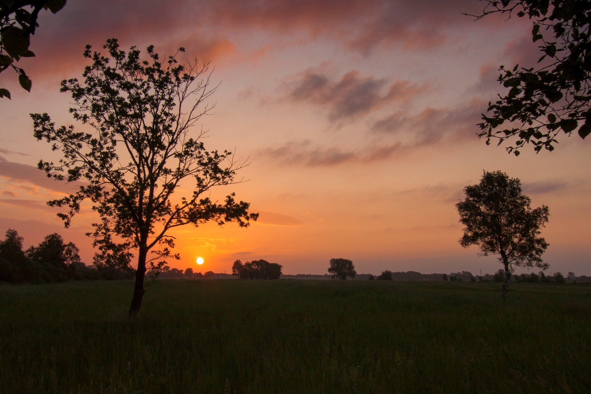 natura krajobraz drzewo drzewa liście listki liście trawa zieleń roślinność słońce zachód słońca wieczór niebo chmury tło tapeta panoramiczny pełny ekran panoramiczny panoramiczny