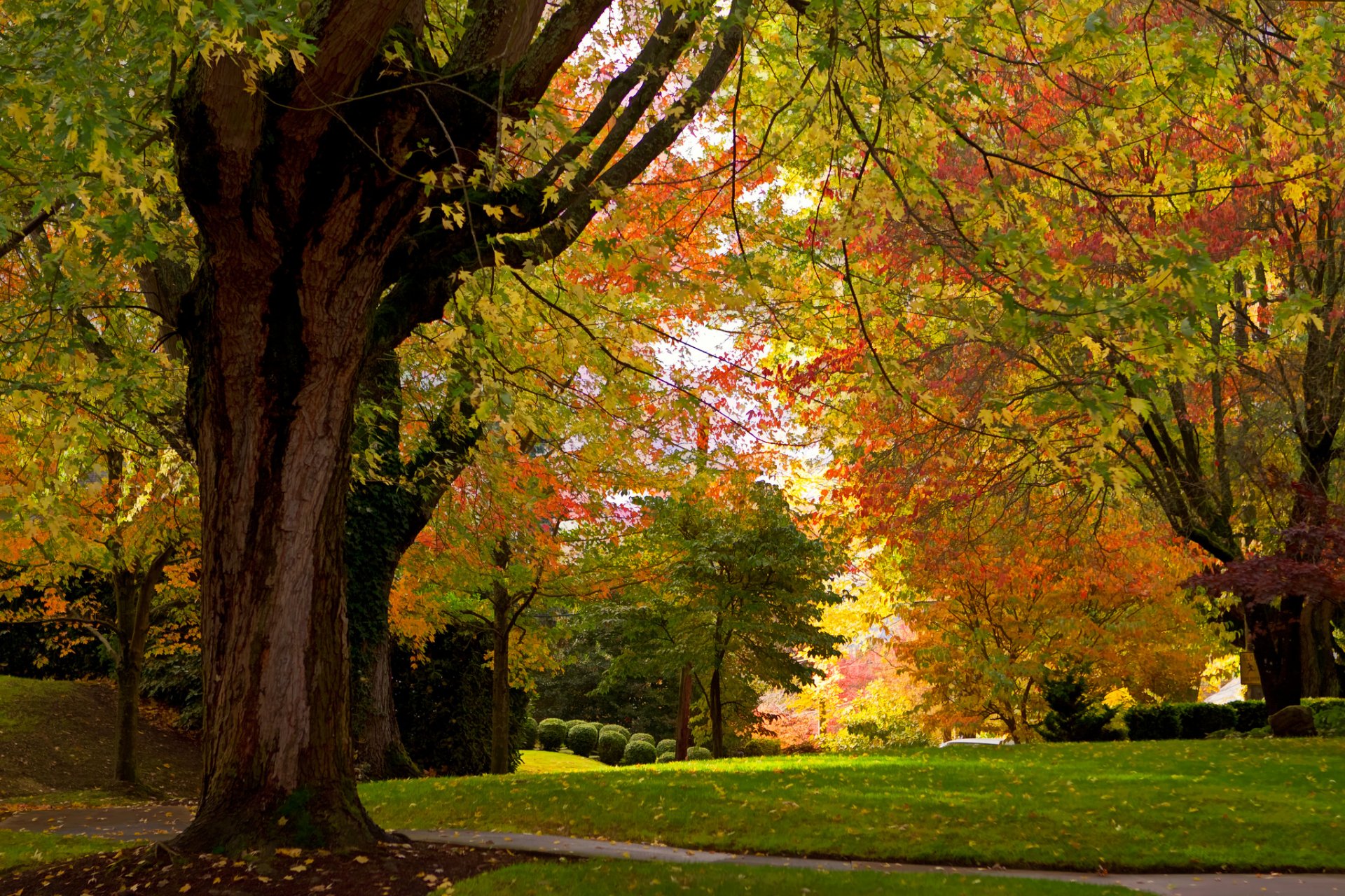 herbst park bäume