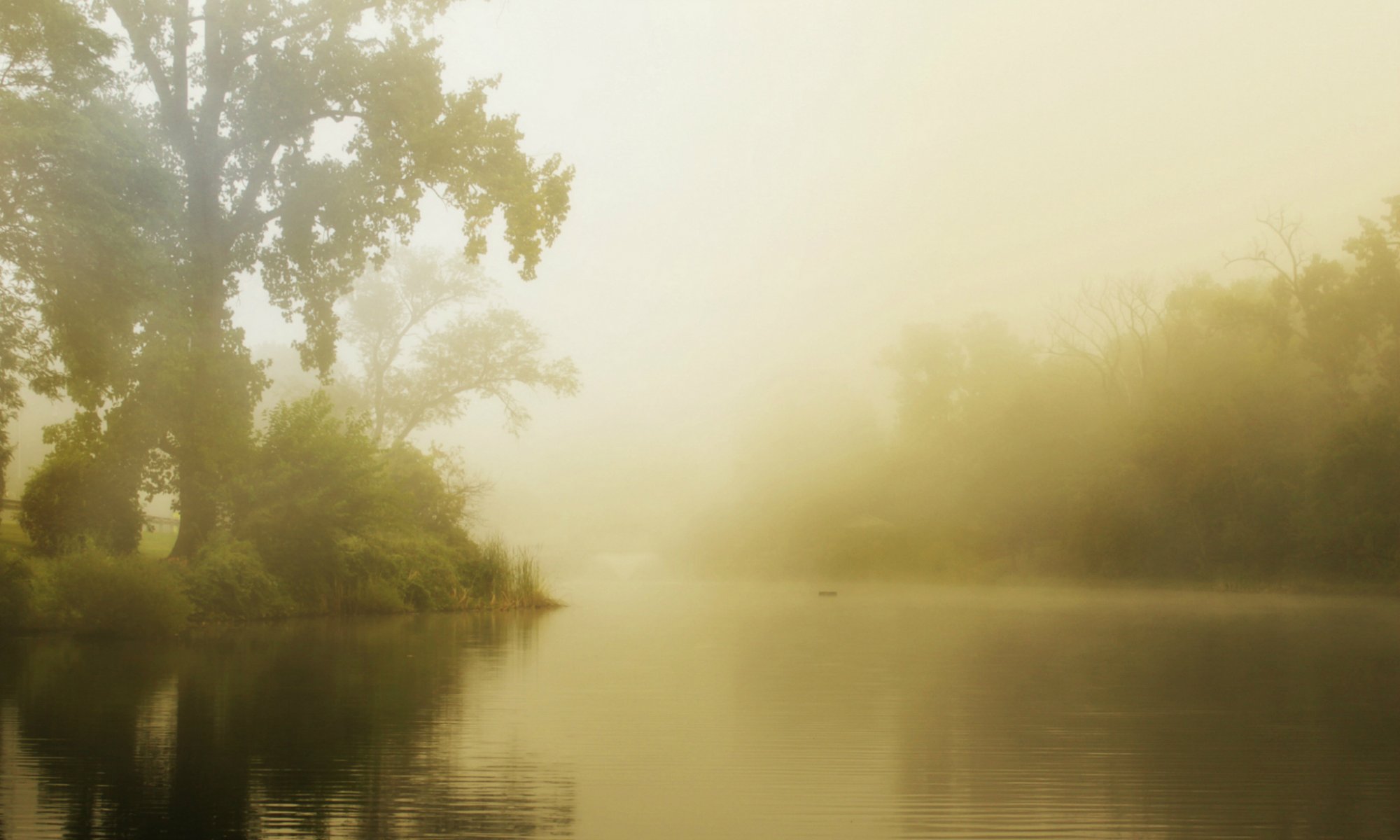 forest lake fog morning summer