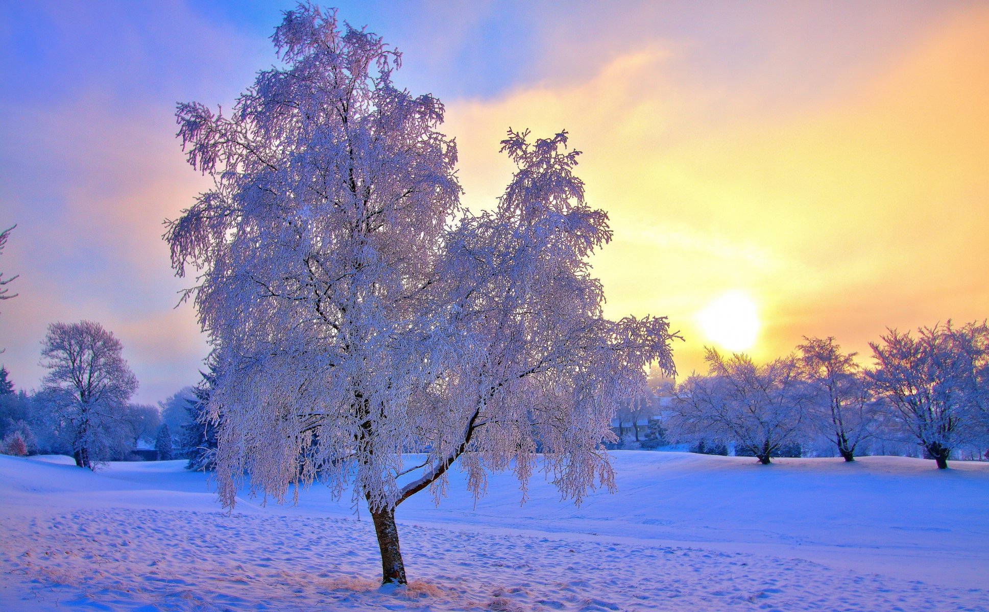 winter schnee bäume frost himmel sonne dunst