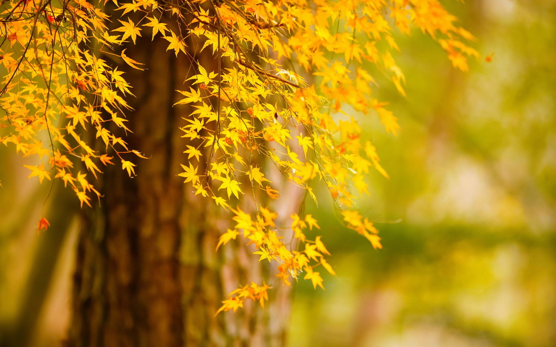 arbre automne feuilles nature