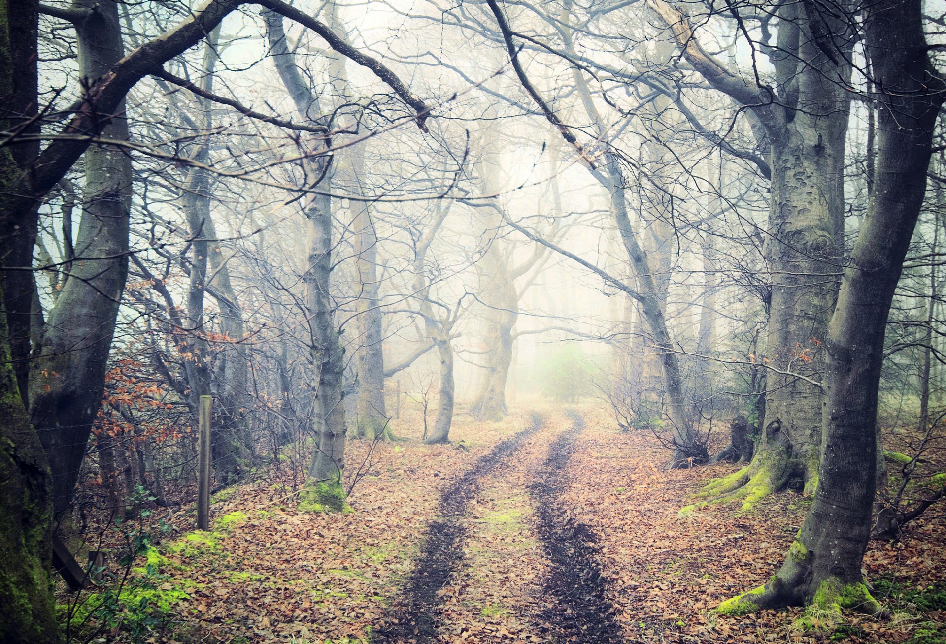 nature forest fog road trail tree leaves autumn