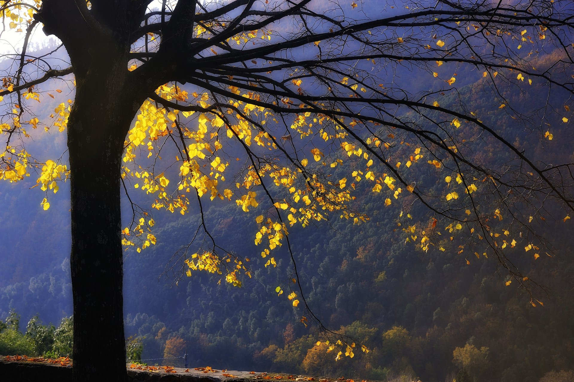 montagnes forêt arbre branches feuilles jaune automne