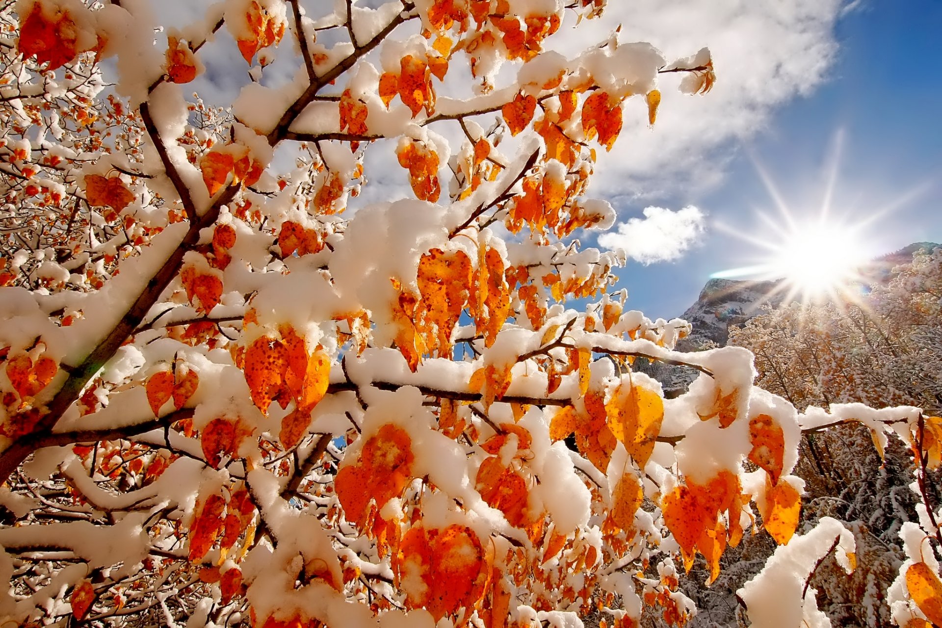 inverno neve cielo sole luce montagne nuvole alberi rami colori natura inverno rami