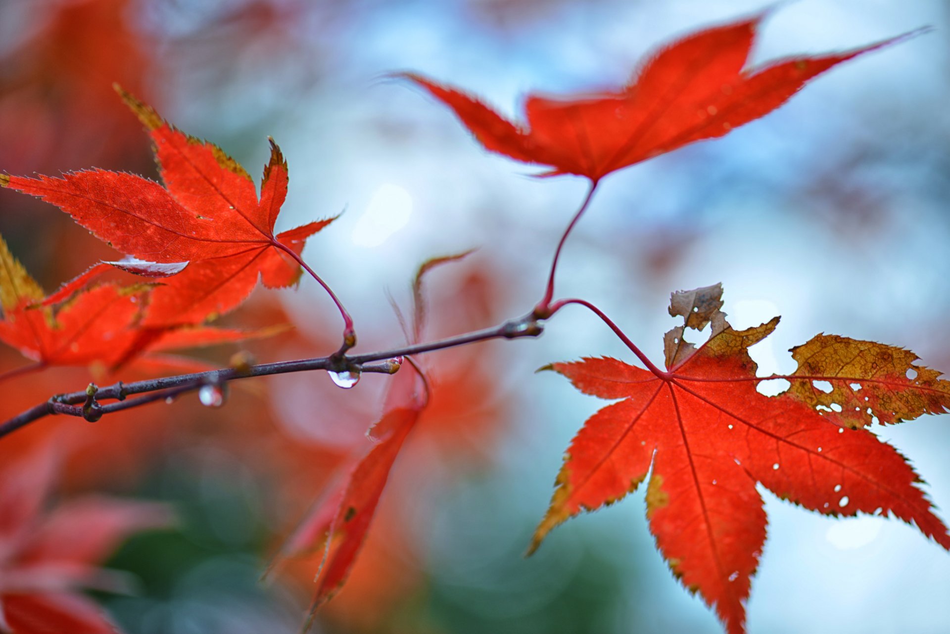 zweig ahorn blätter rot tropfen blendung herbst