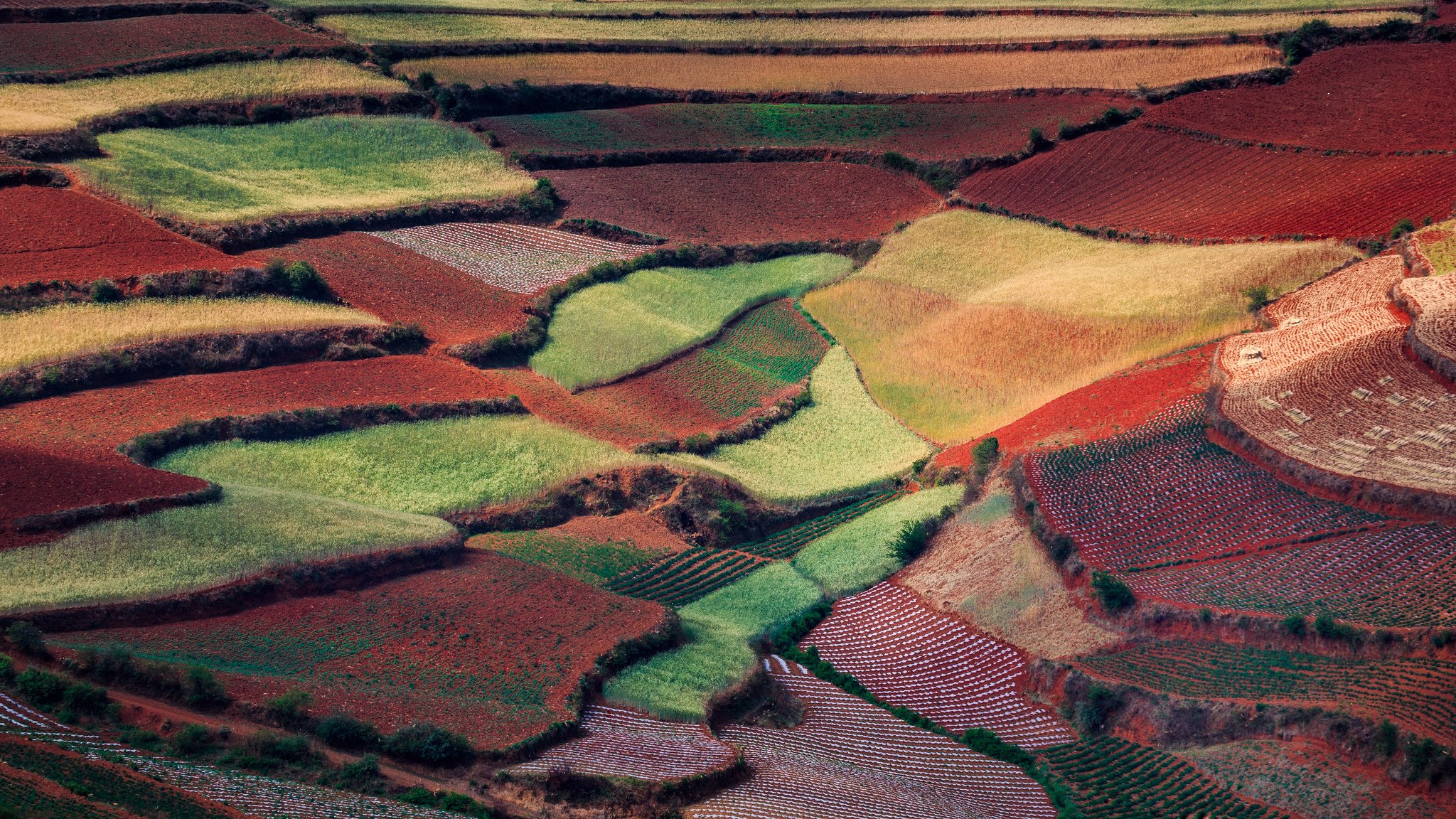 china nature spring may of the field rug