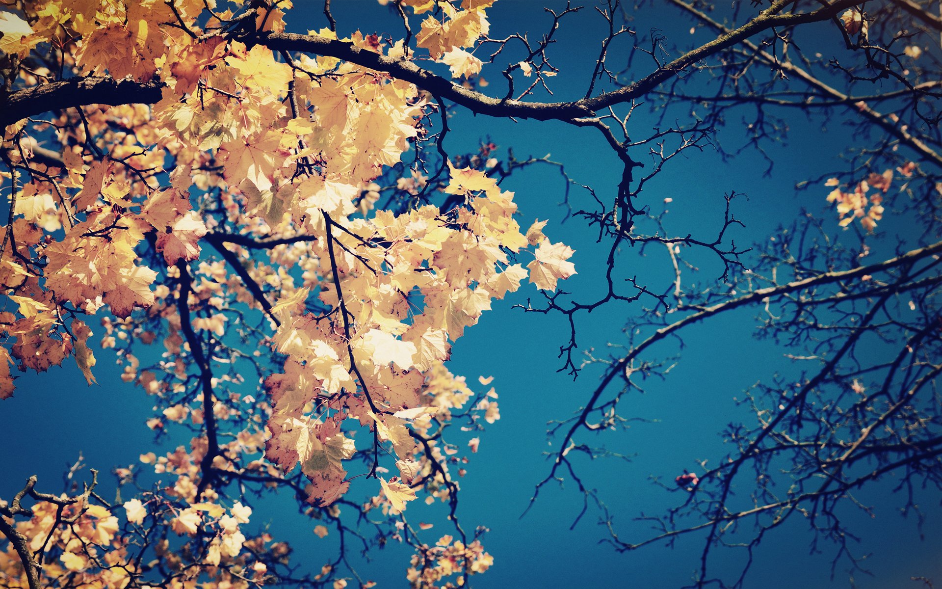 albero rami foglie giallo corona autunno cielo