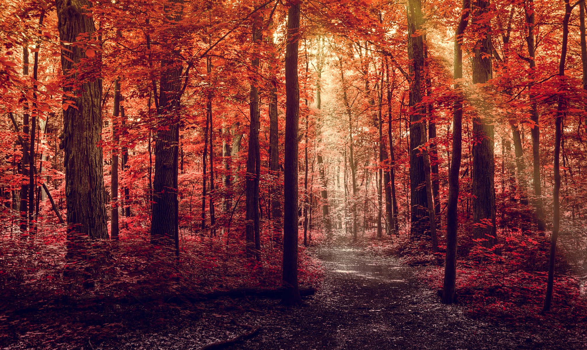 forest autumn road path light rays tree leaves red purple nature