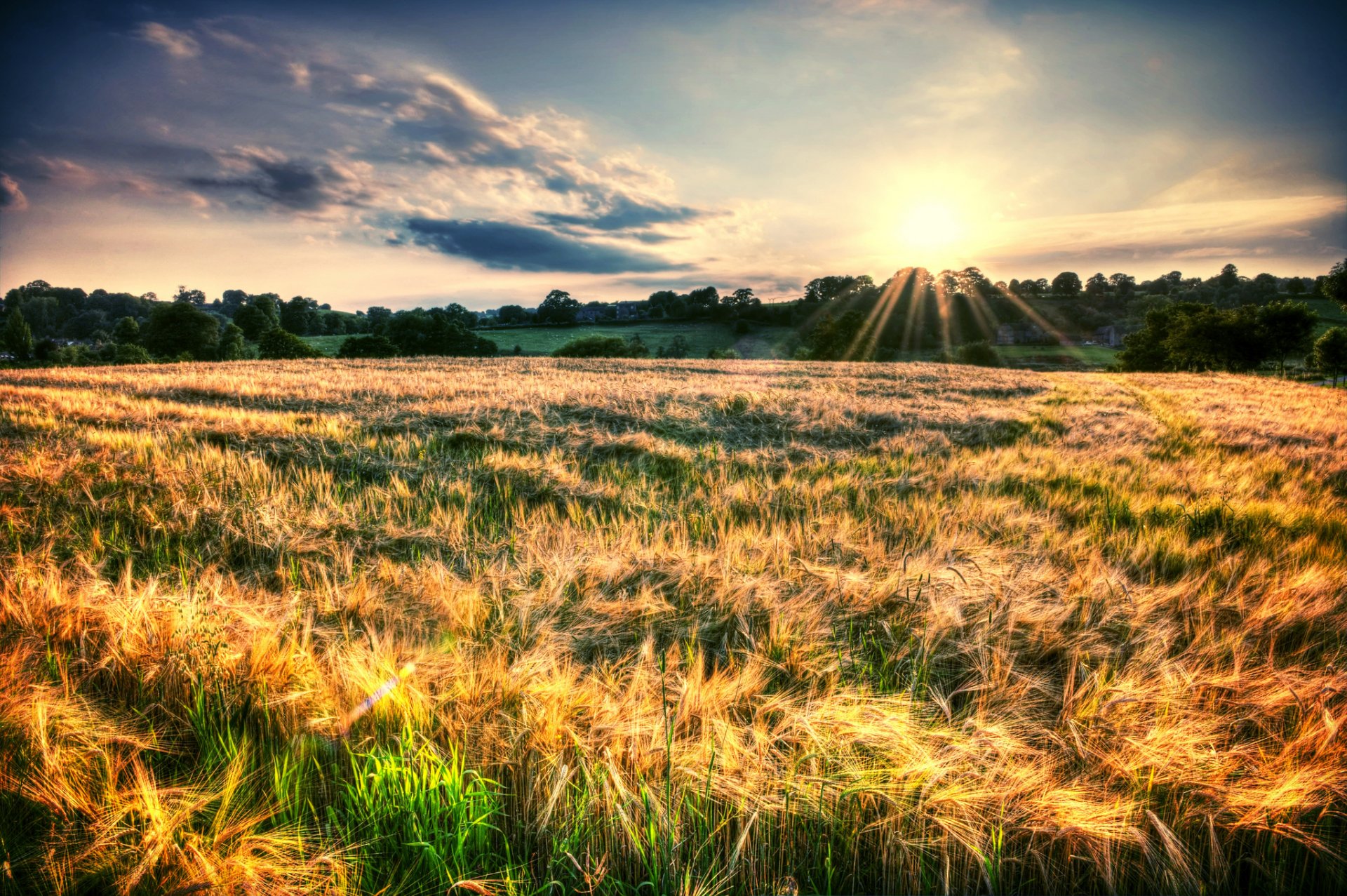 natura paesaggio campo piante spighe spighette alberi fogliame sole raggi cielo sfondo carta da parati widescreen schermo intero widescreen widescreen