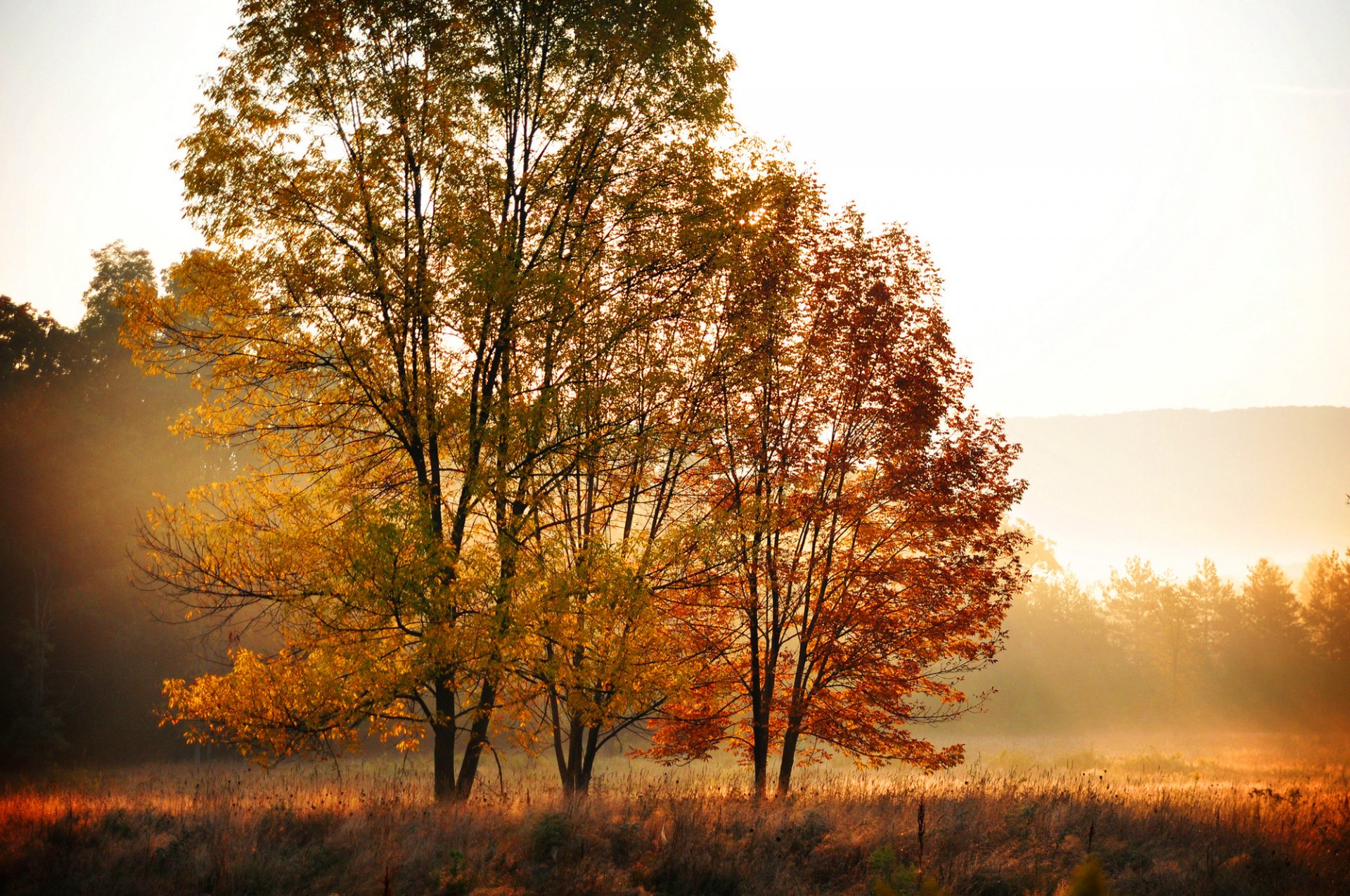 herbst bäume blätter gelb orange feld wald morgen natur