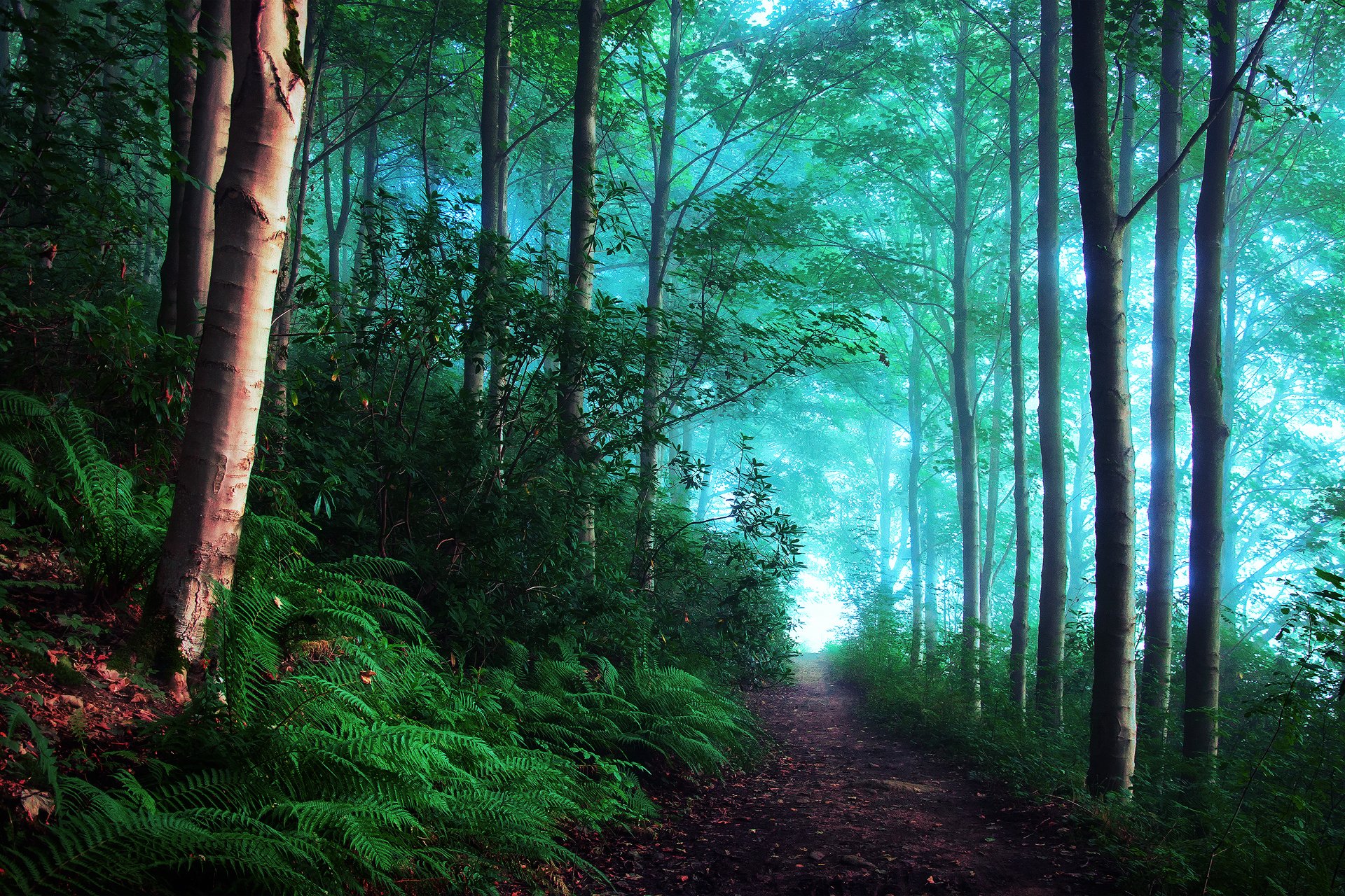 england forest morning fog haze light