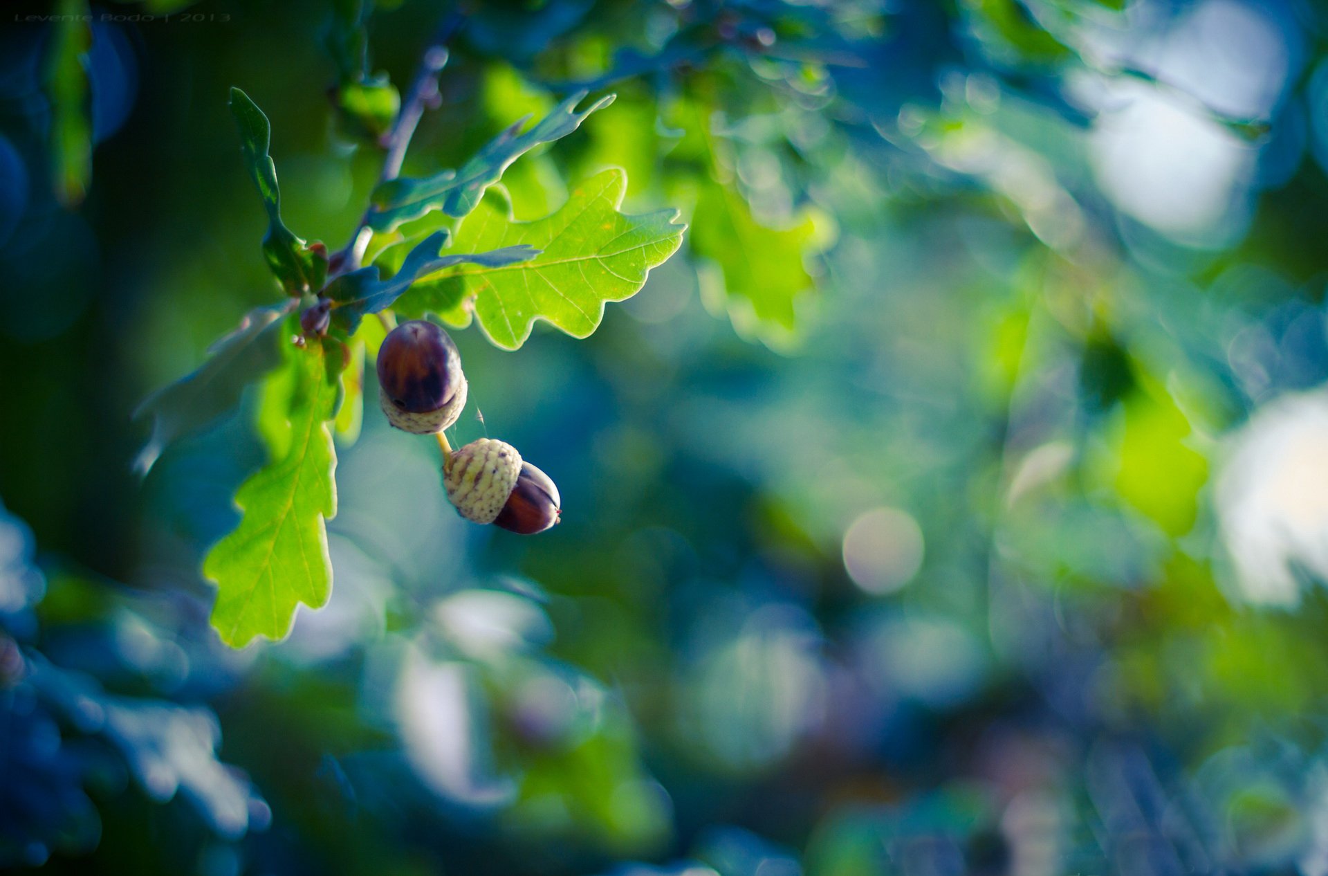 tree oak branches leaves fruit acorns reflections background