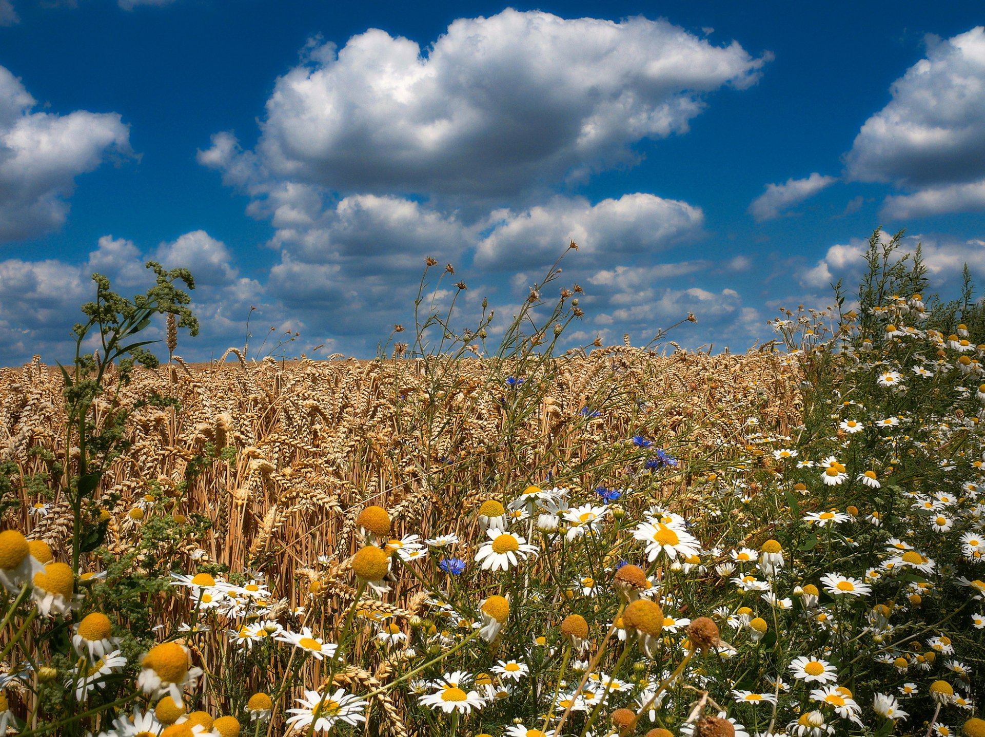 the field wheat flower chamomile cornflowers summer