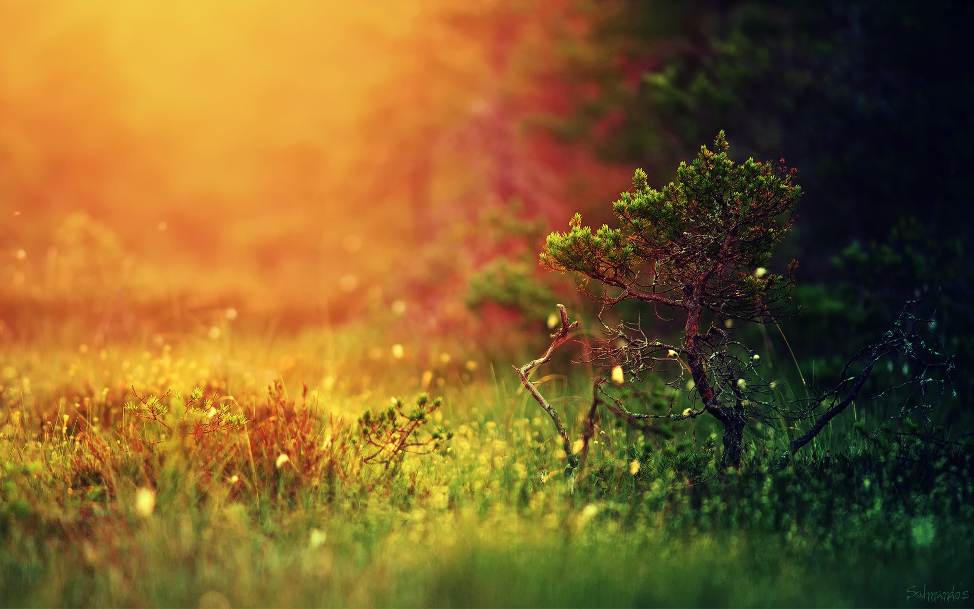 natur wald licht gras baum