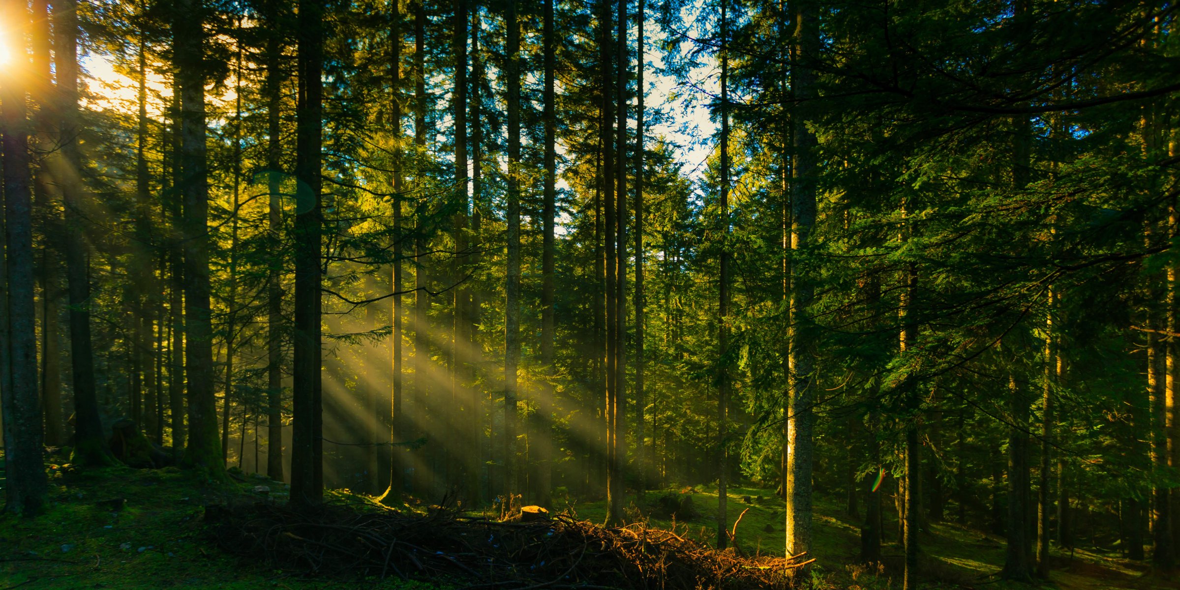 bosque árboles sol rayos