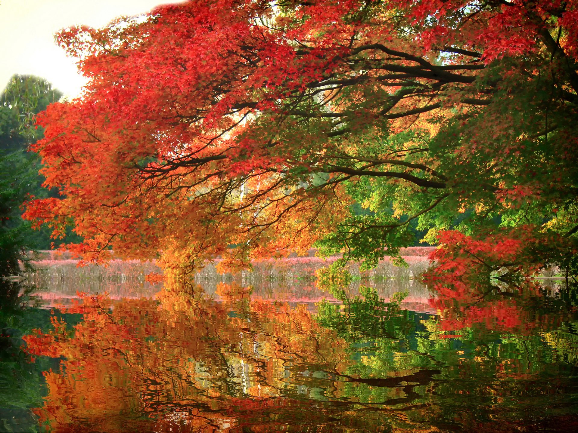 parque lago árboles ramas reflexión otoño