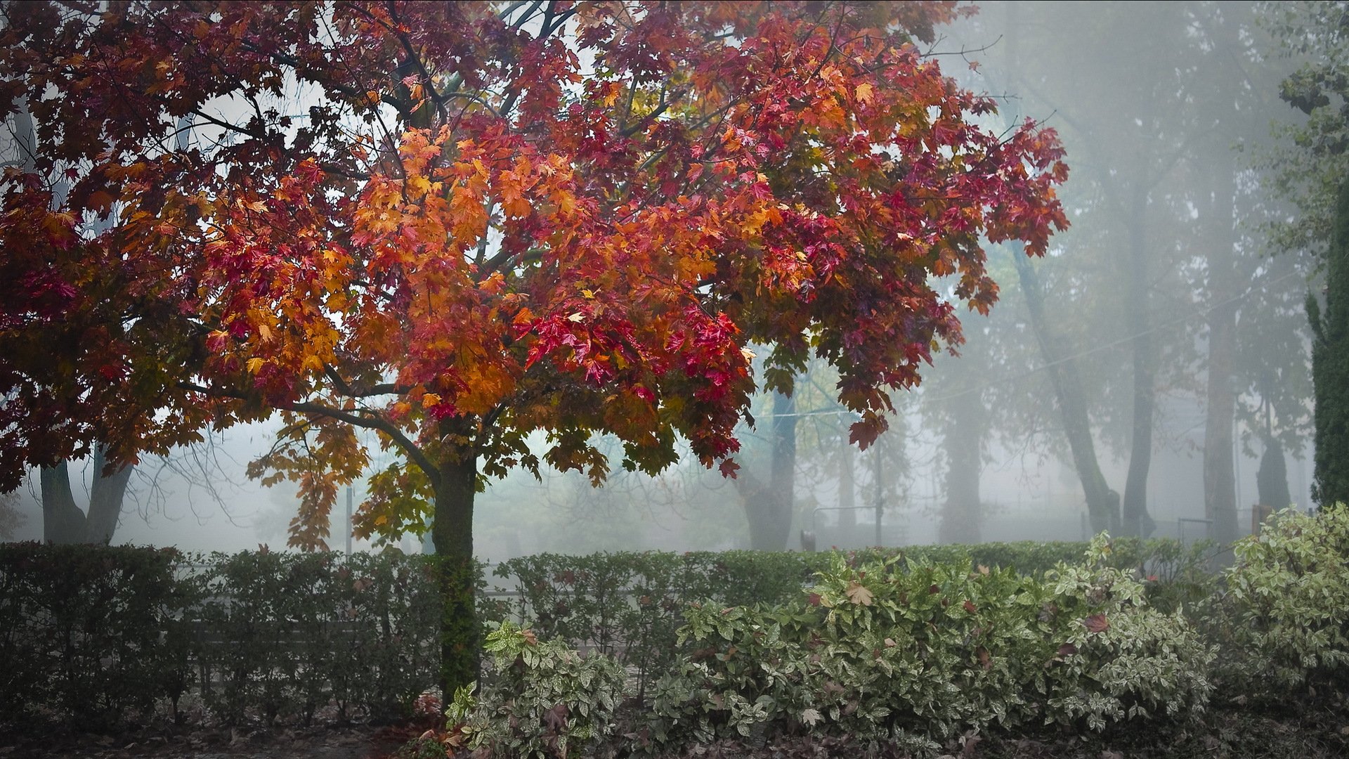 parque árboles arbusto niebla otoño