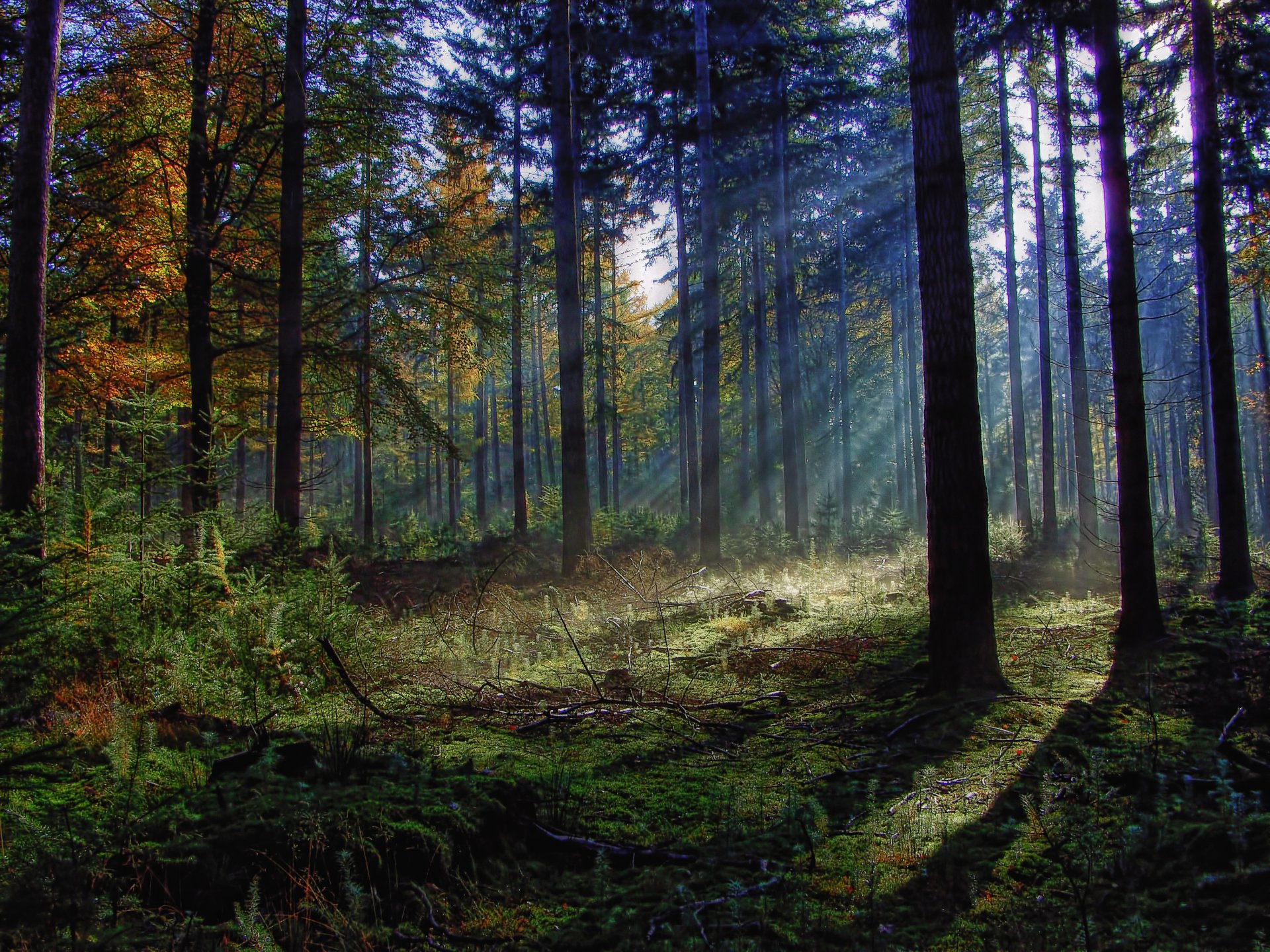 las drzewa liście krzak trawa gałęzie słońce promienie