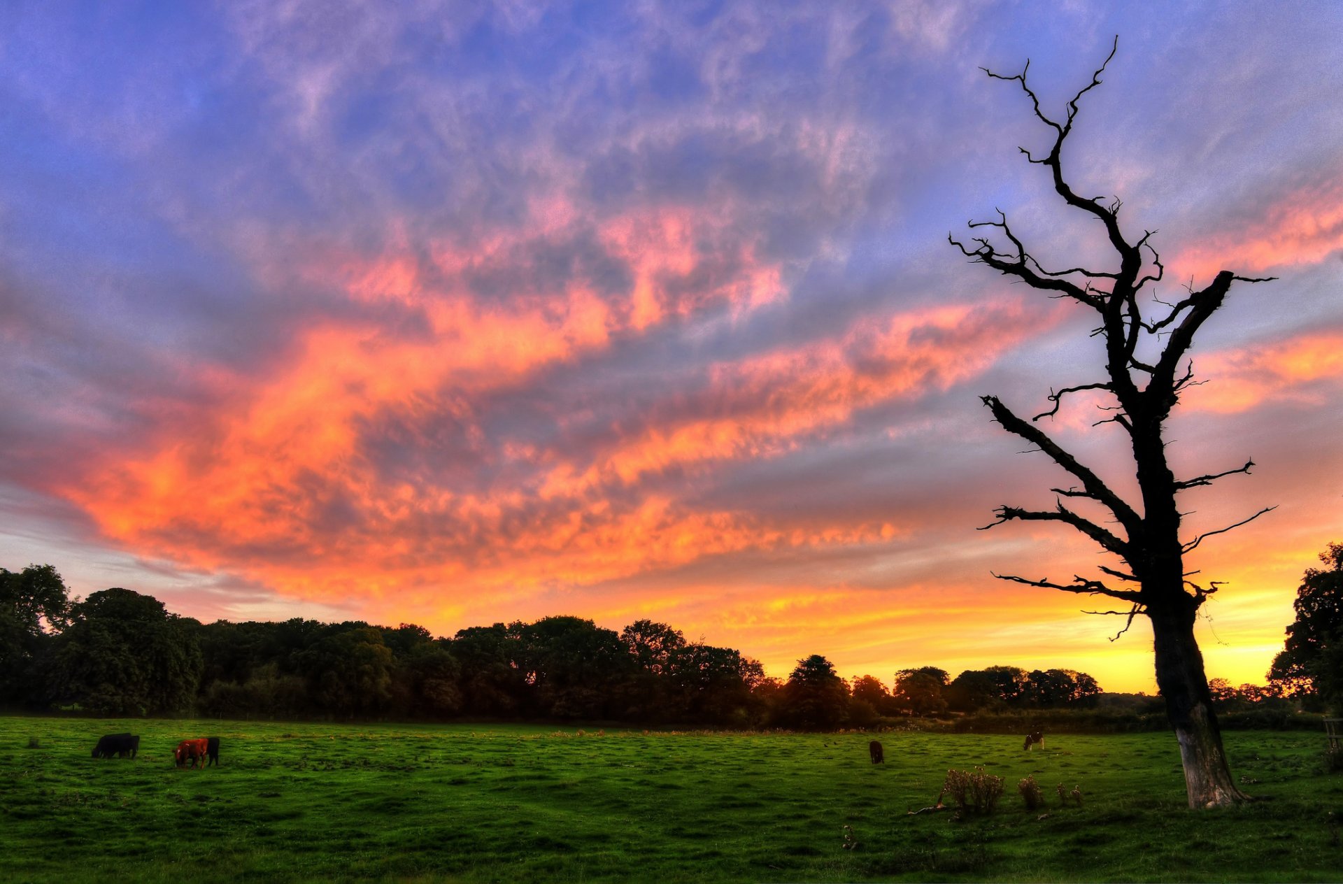 natura paesaggio albero alberello verde prato erba animale animali mucche alberi foglie fogliame volantini tramonto cielo sfondo carta da parati widescreen schermo intero widescreen widescreen