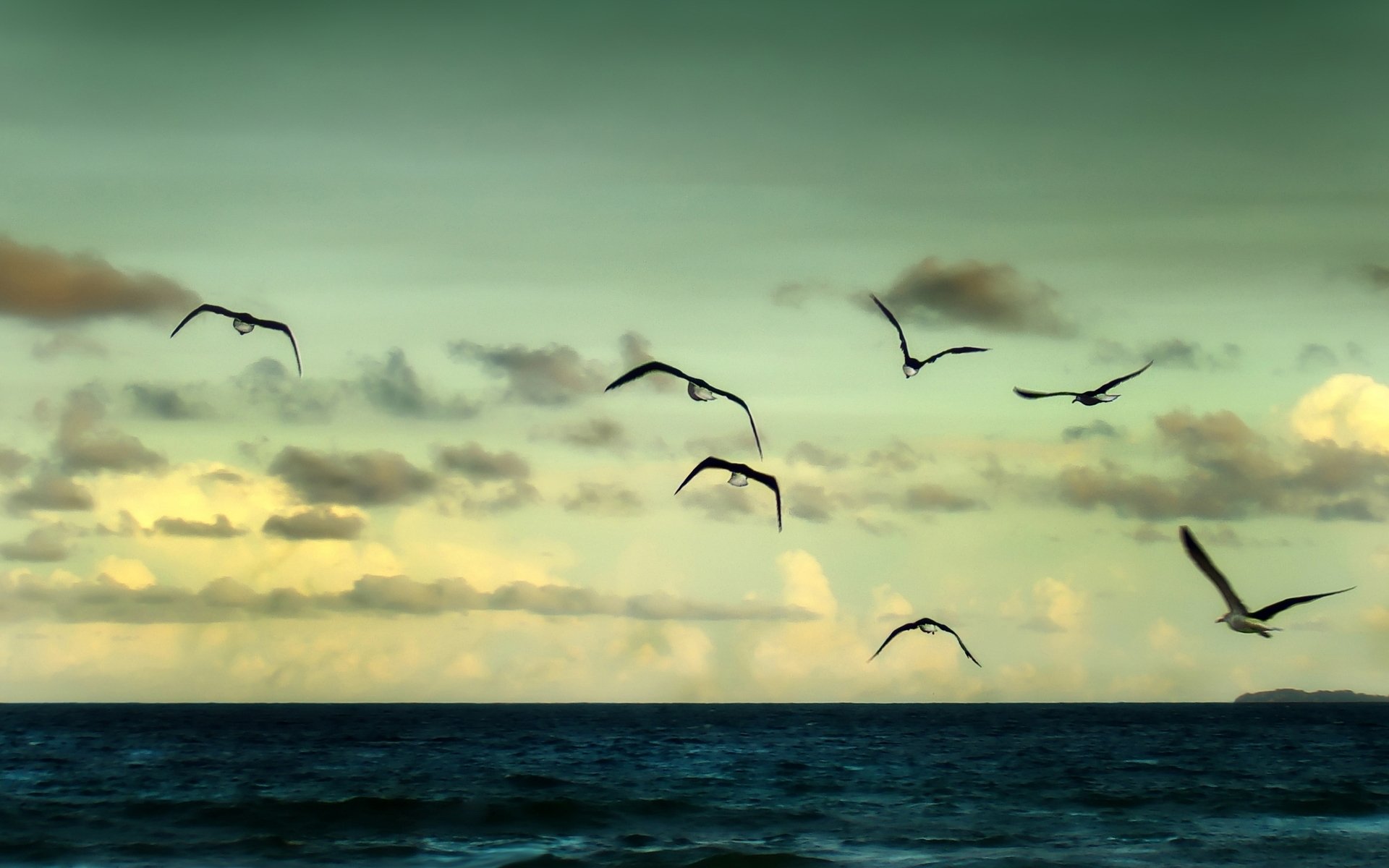 nature landscape sea river water ocean seagulls seagull birds birds bird sky clouds flight takeoff freedom background wallpaper widescreen fullscreen widescreen widescreen