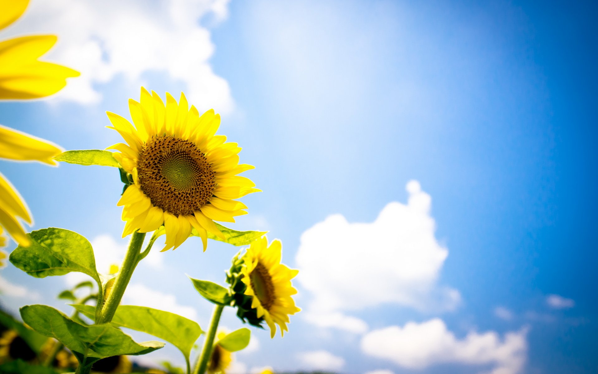 girasoli estate cielo natura